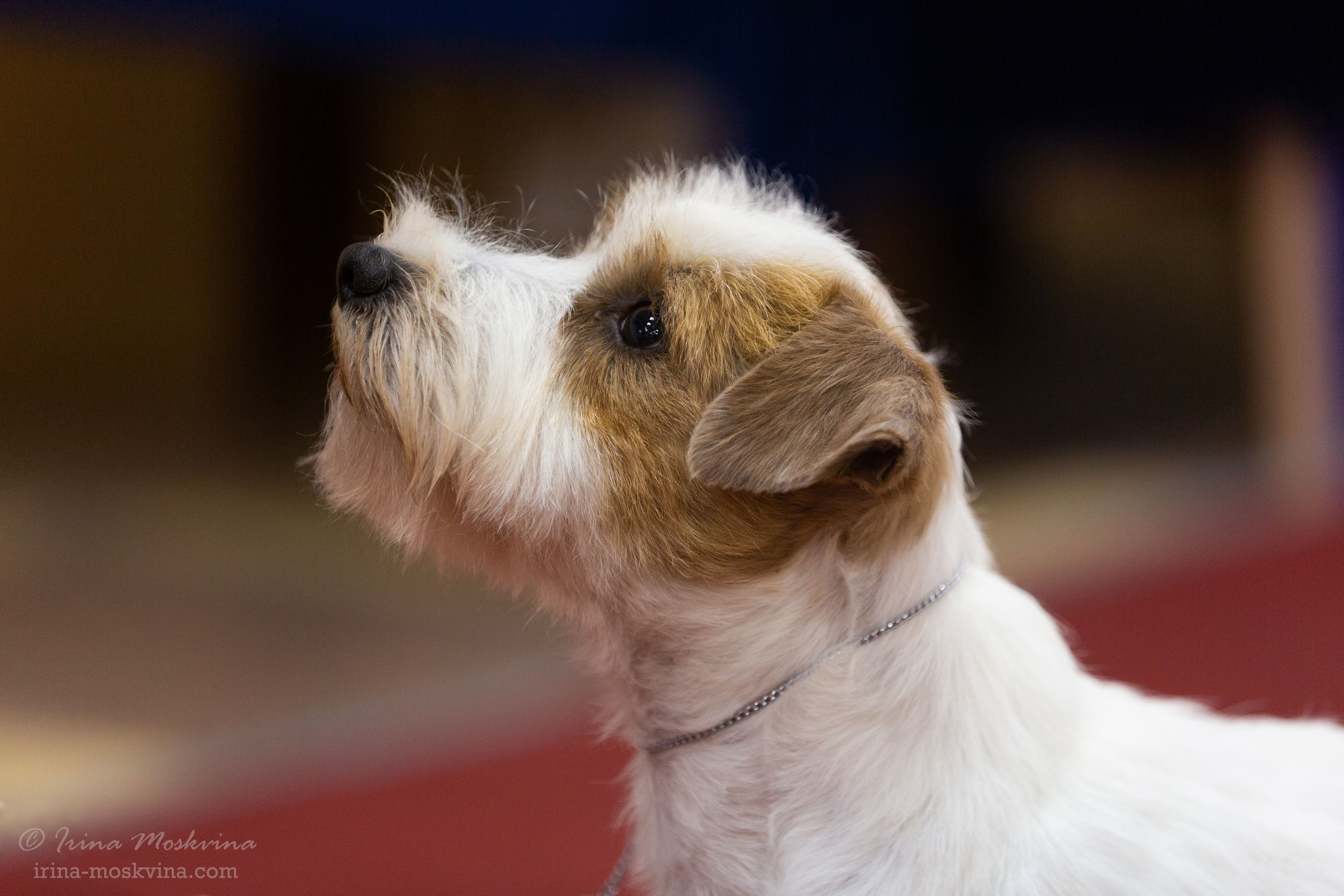 Белгород | САС | 14.11.21. Ирина Москвина | фотограф | Москва