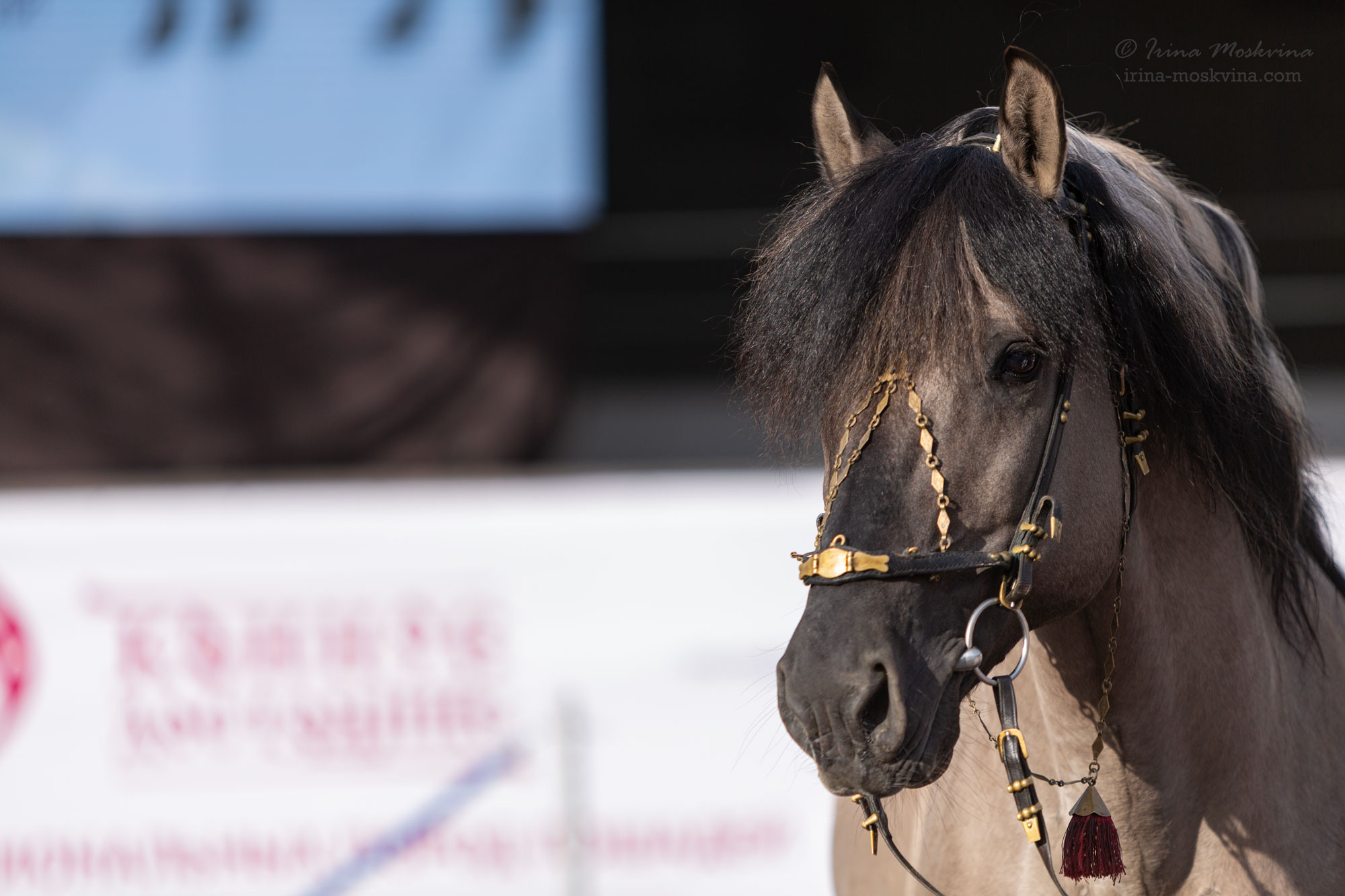 Вятская порода