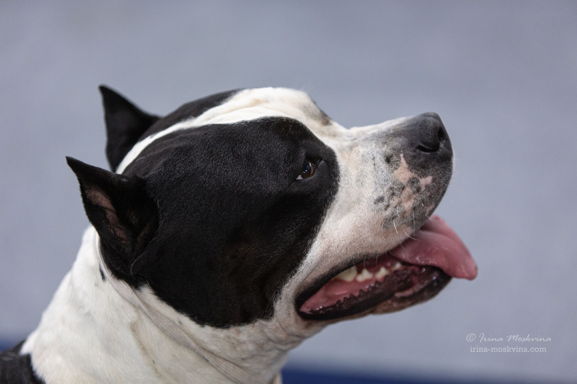 Москва, ВЦ «Сфера» | САС | 01.07.23. Ирина Москвина | фотограф | Москва