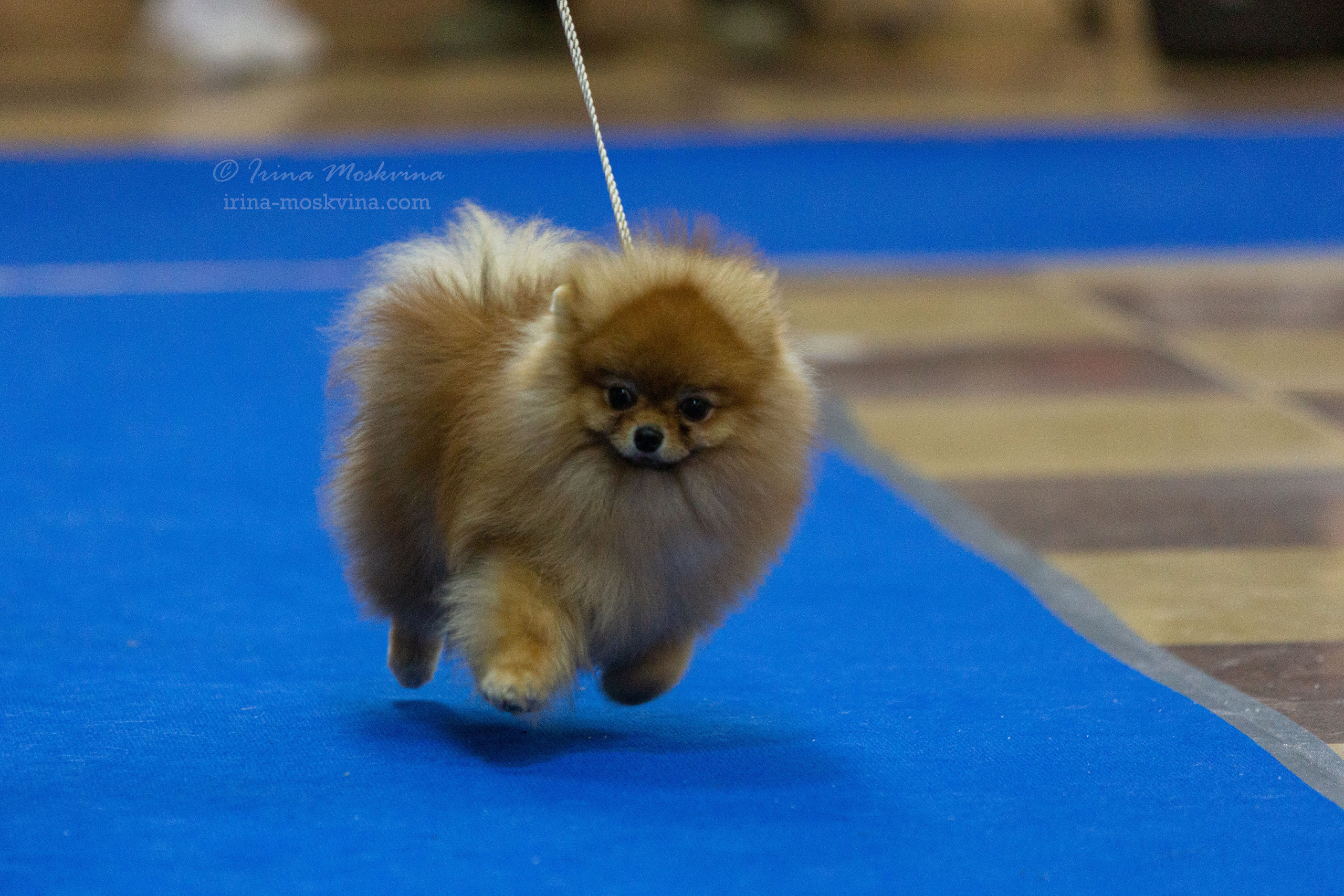 Белгород | САС | 29.01.22. Ирина Москвина | фотограф | Москва