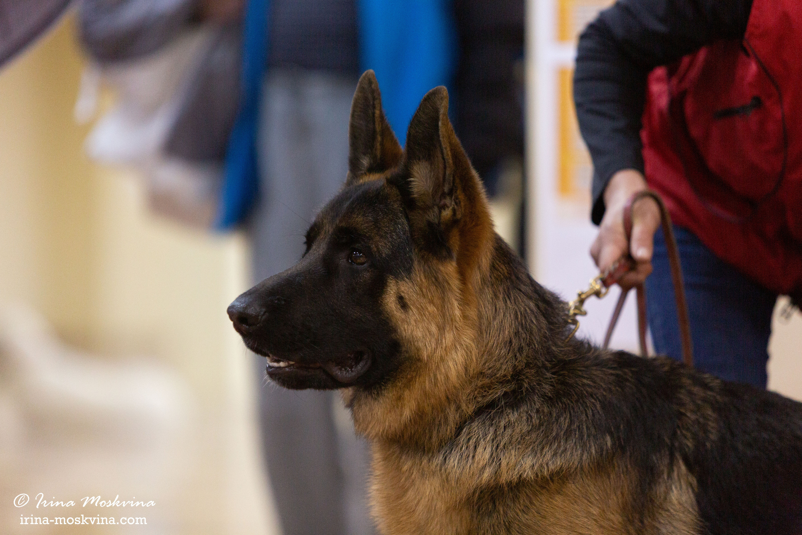 Белгород | САС | 14.11.21. Ирина Москвина | фотограф | Москва
