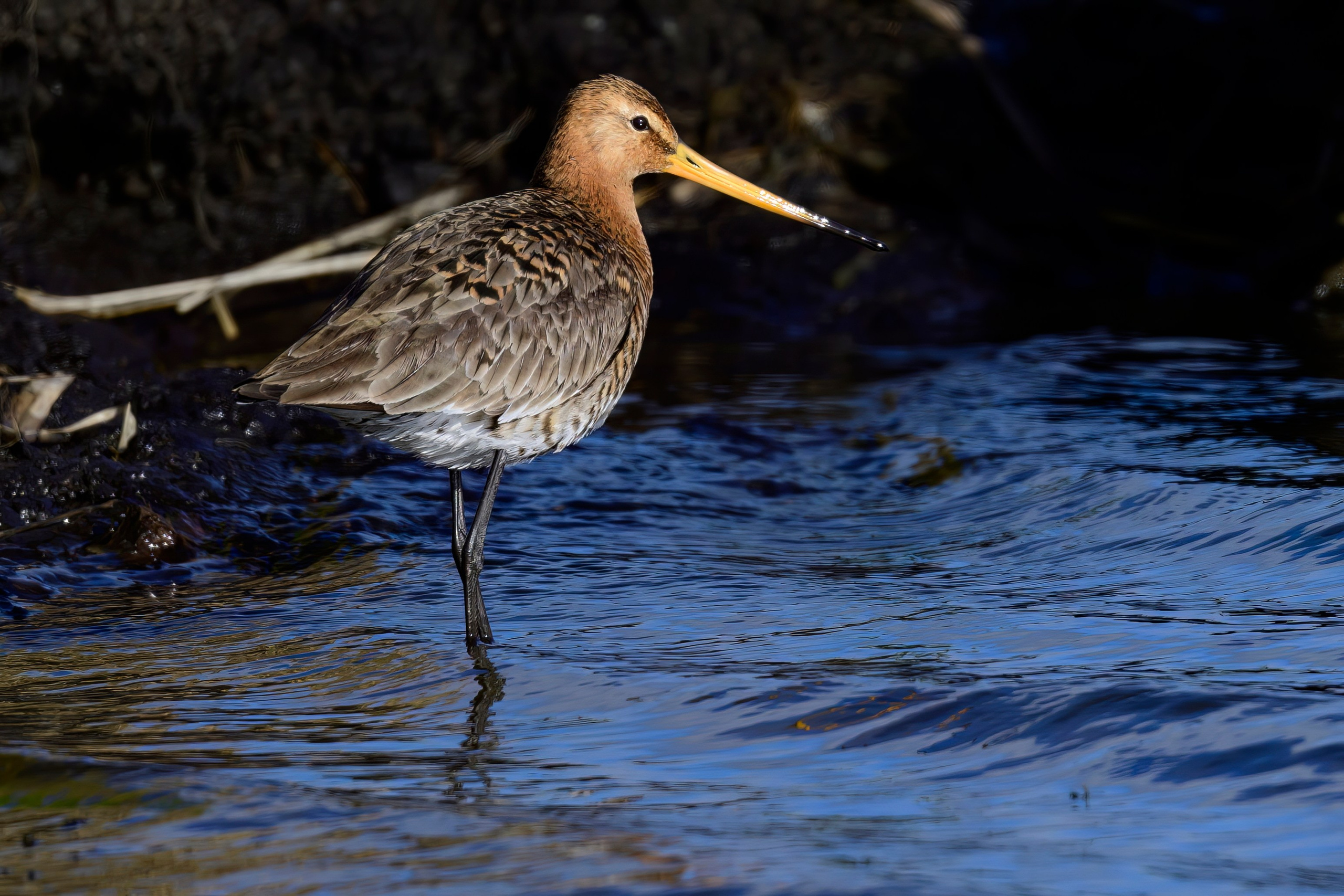 Веретенник. Фотограф Сергей Пупонин
