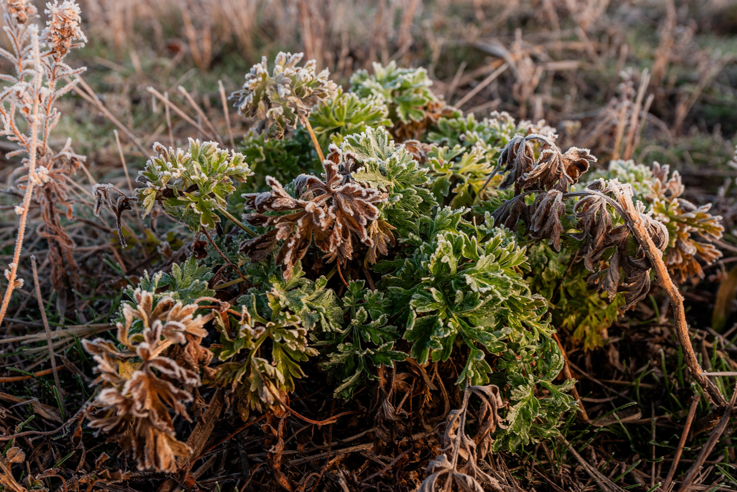 Фотографии утреннего тумана под Волжским. Фотограф в Волгограде и Волжском Александр Горбань