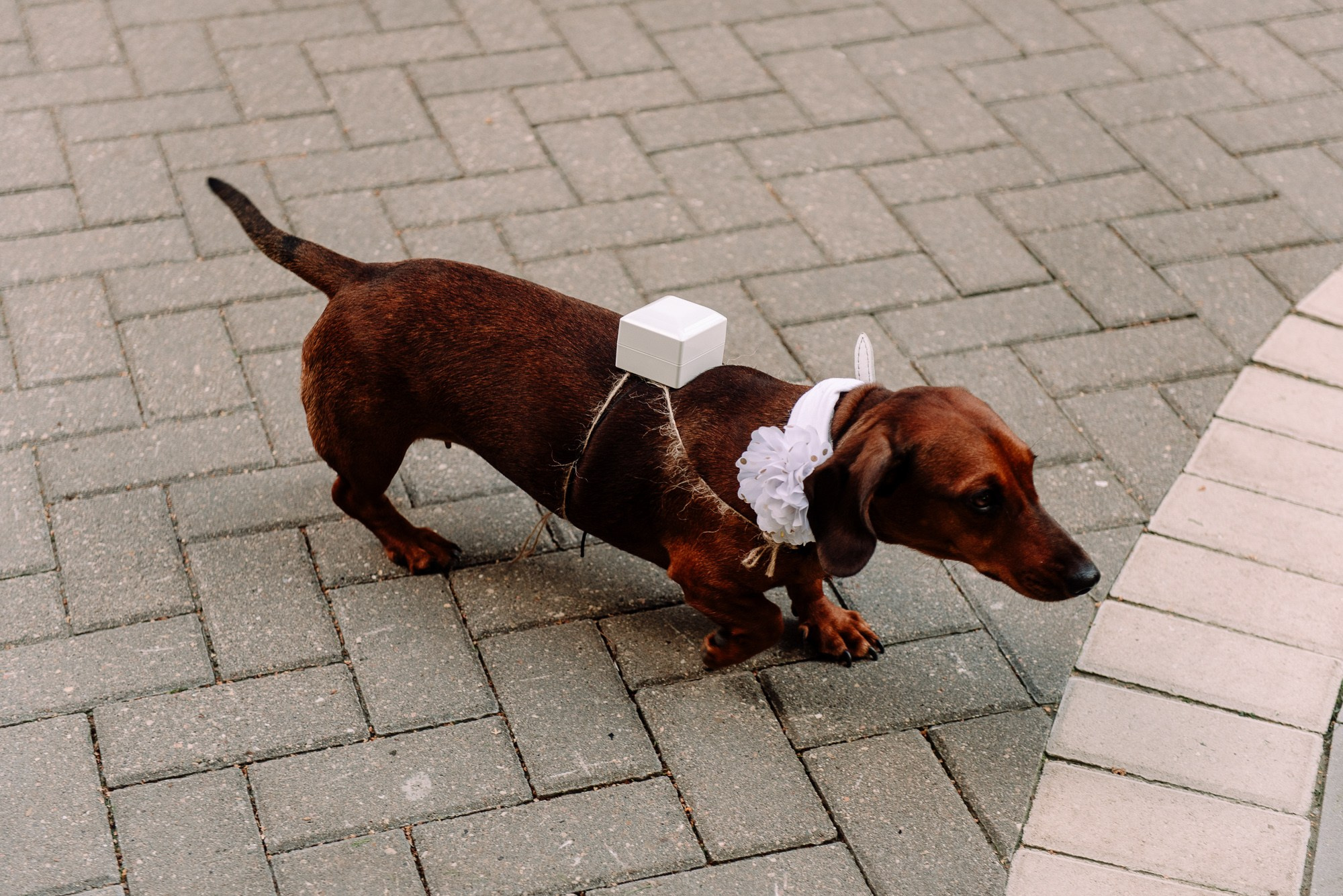 Сергей и Дарья. Семейный и свадебный фотограф в Рязани Лиза Голованова