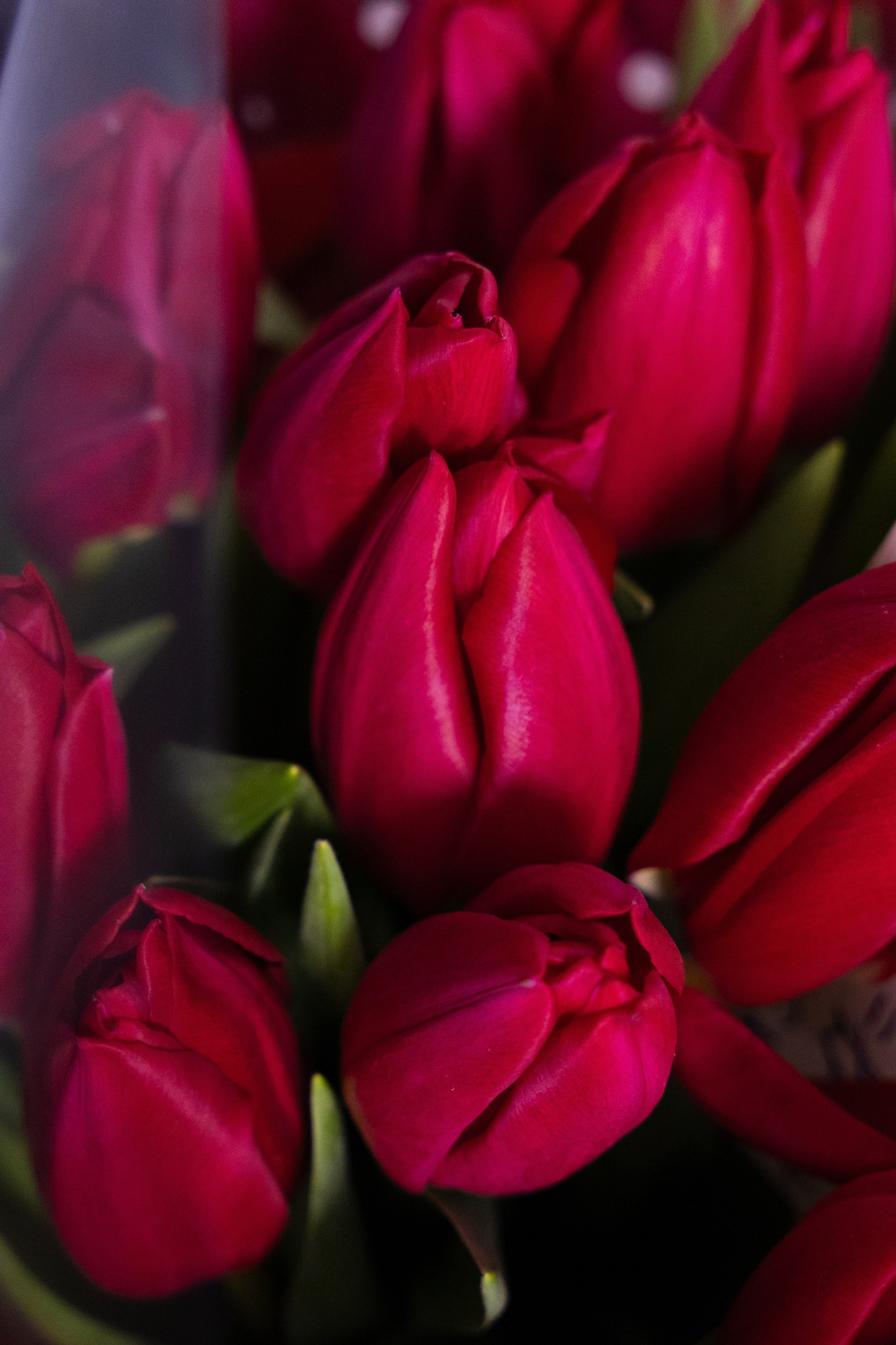 красные тюльпаны в прозрачной упаковке