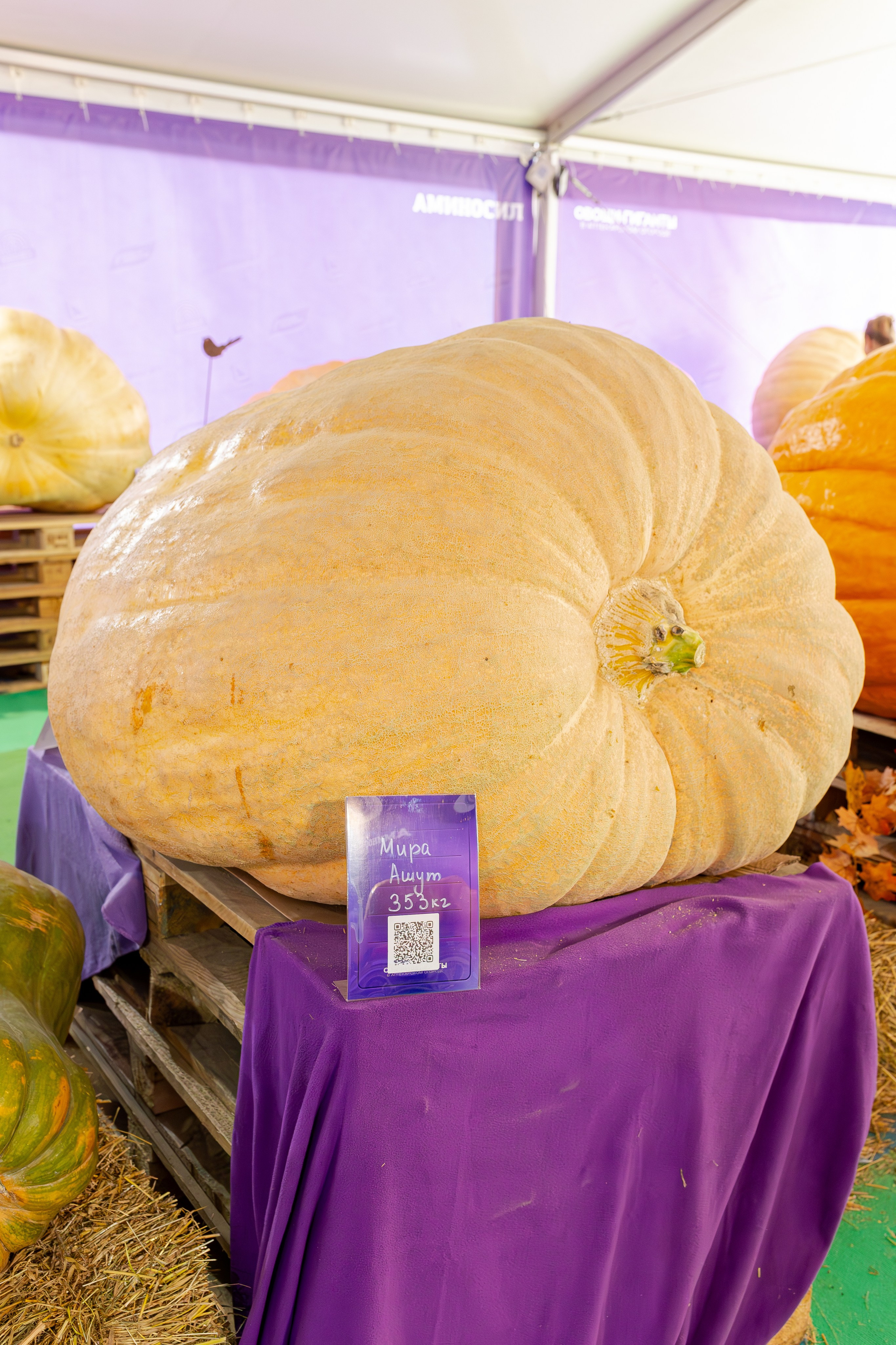 Овощи-гиганты. Александра Куликова фотограф, Москва