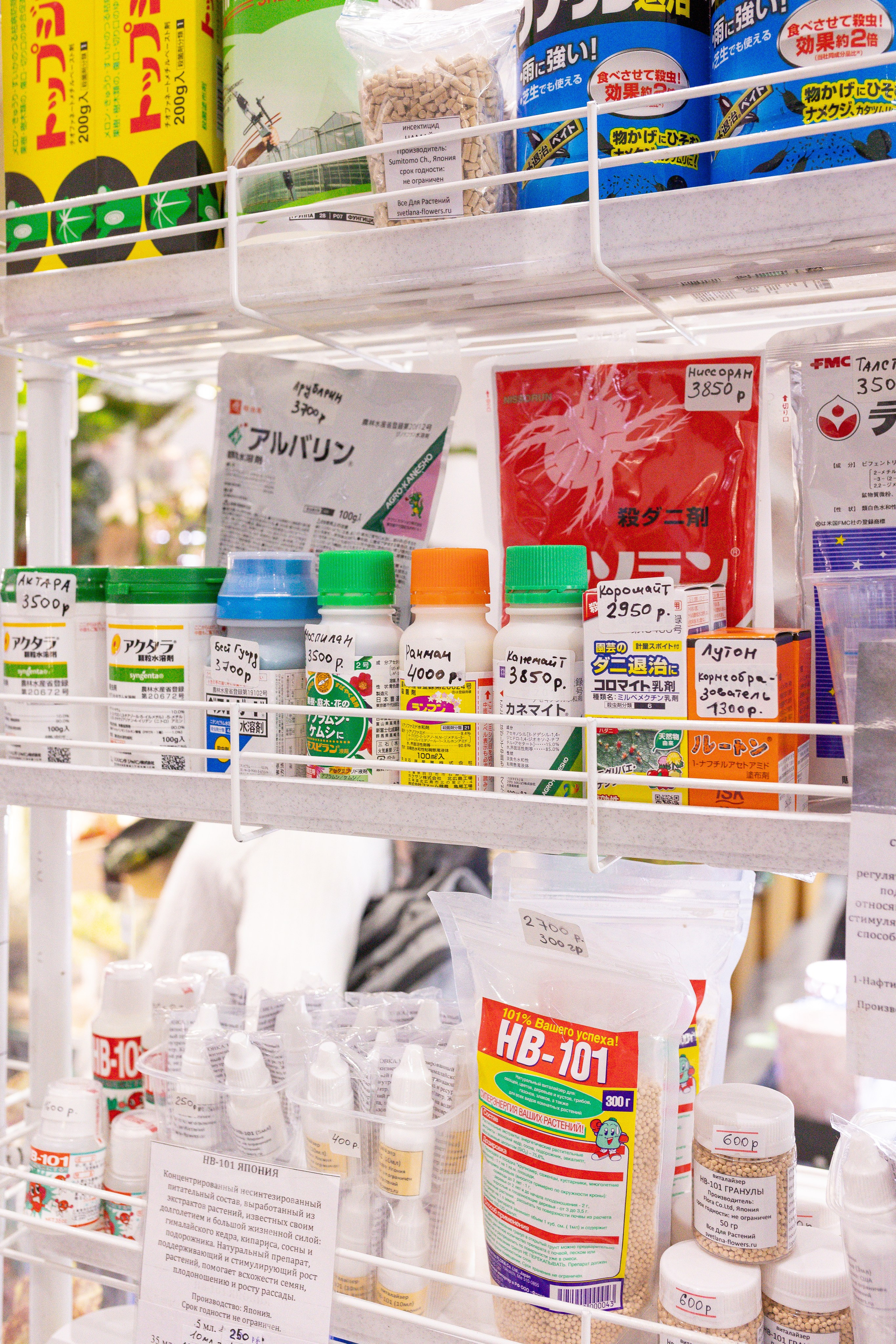 Орхидиум май 2025. Александра Куликова фотограф, Москва