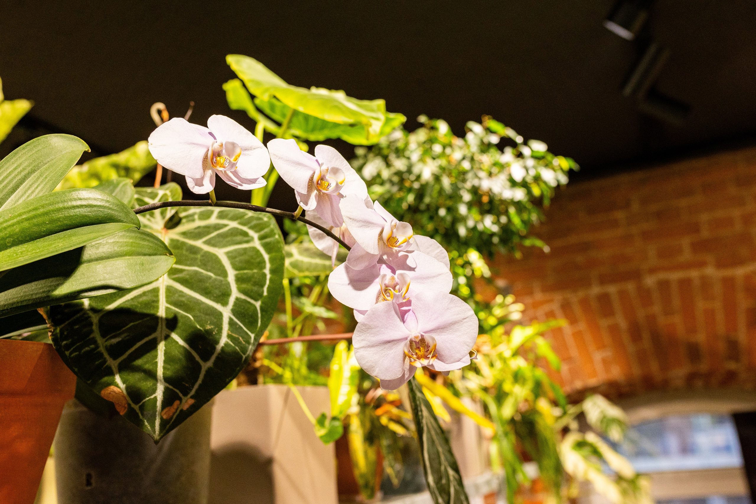 Green_Rare Ярмарка февраль 2025. Александра Куликова фотограф, Москва