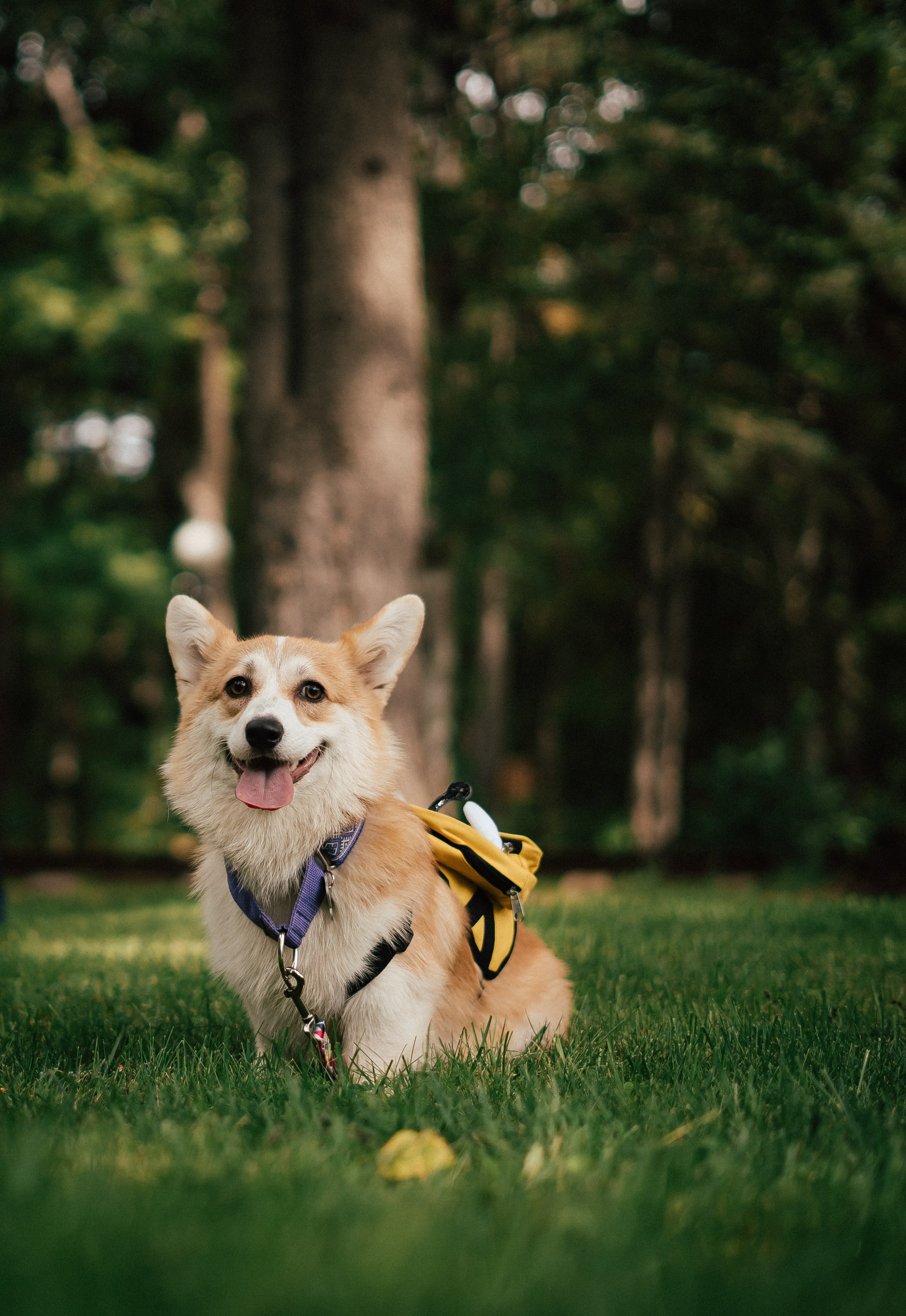 Фотосессия с собакой сахалин. Фотограф сахалин