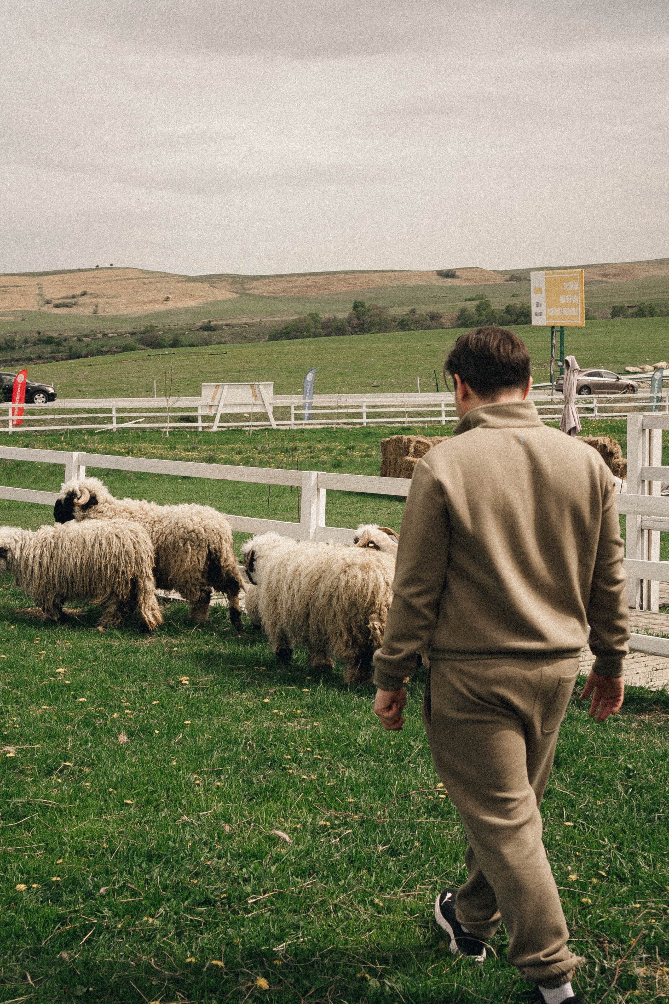 Ферма Альпак. Профессиональный фотограф, Санкт-Петербург — Виктория Богомолова