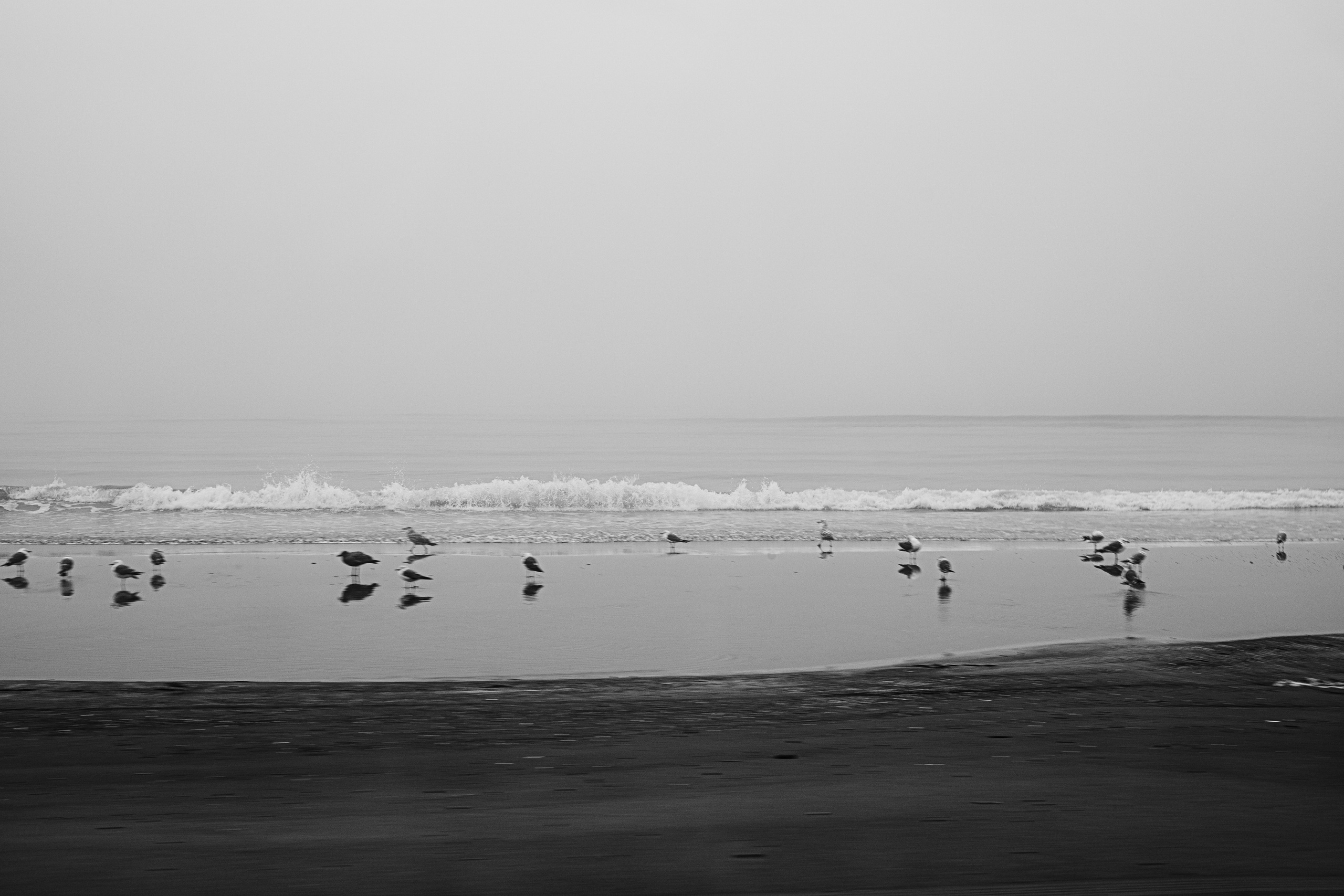 Portfolio. @beingabird.photography