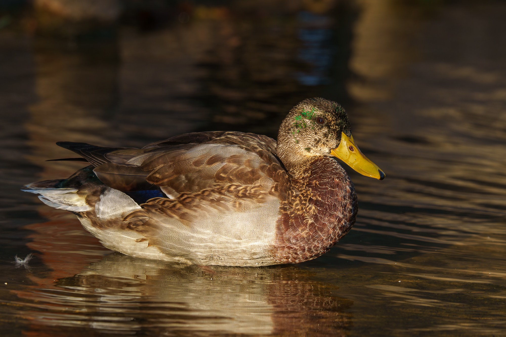 Удивительные мир птиц. Вокруг нас столько прекрасного — присмотритесь!. Ваш личный фотограф Марина Волкова
