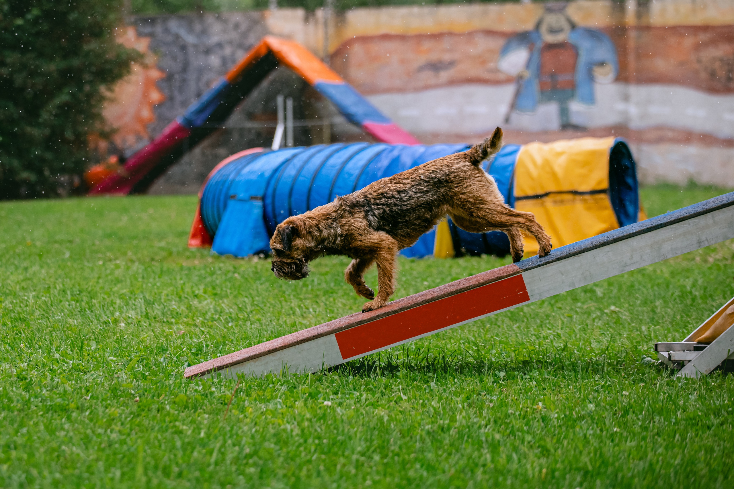 Соревнования по аджилити Долгопрудный 30.06.2025. Фотограф-анималист Татьяна Степанова