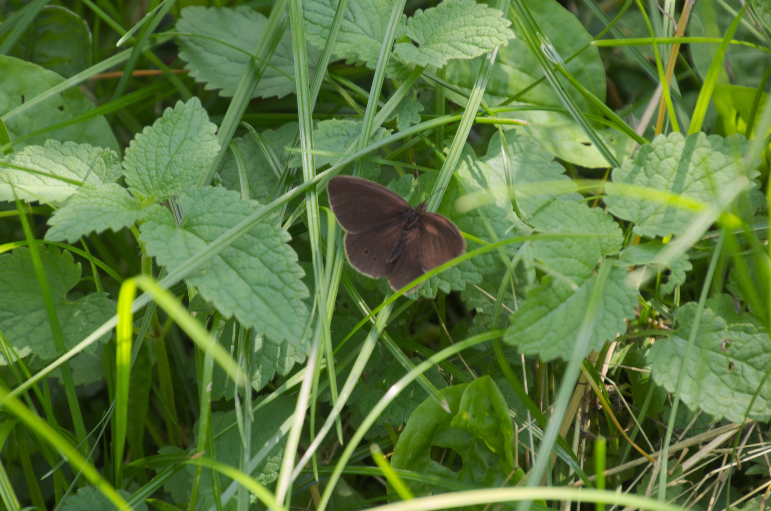 Константиново | 16.07.2017. Галерея Фантим