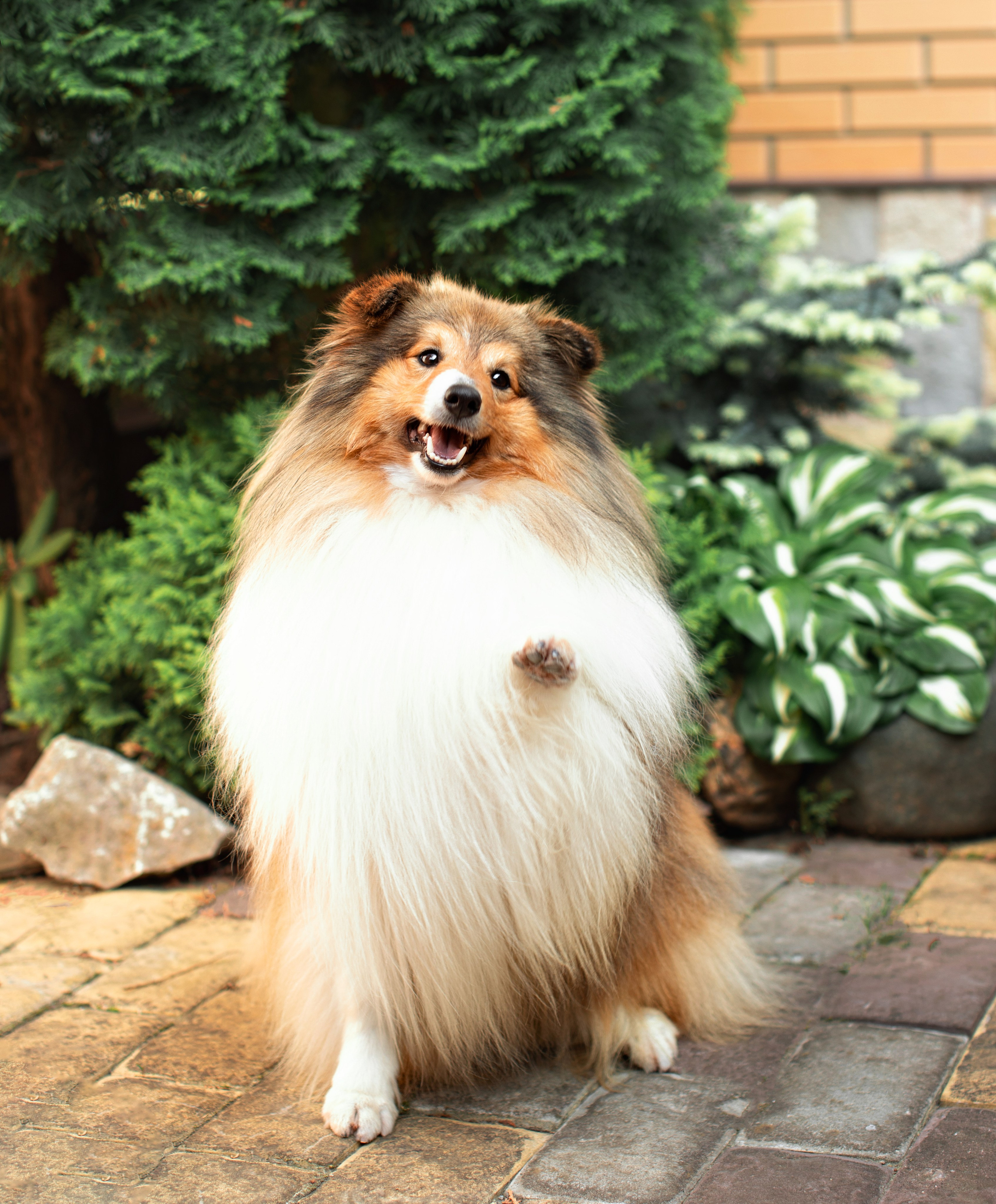 Портфолио: Фотосъёмка собак в Москве и области — авторские образы. Фотограф-анималист и бренд-фотограф в Москве | Фотография собак, людей, бизнес-портрет