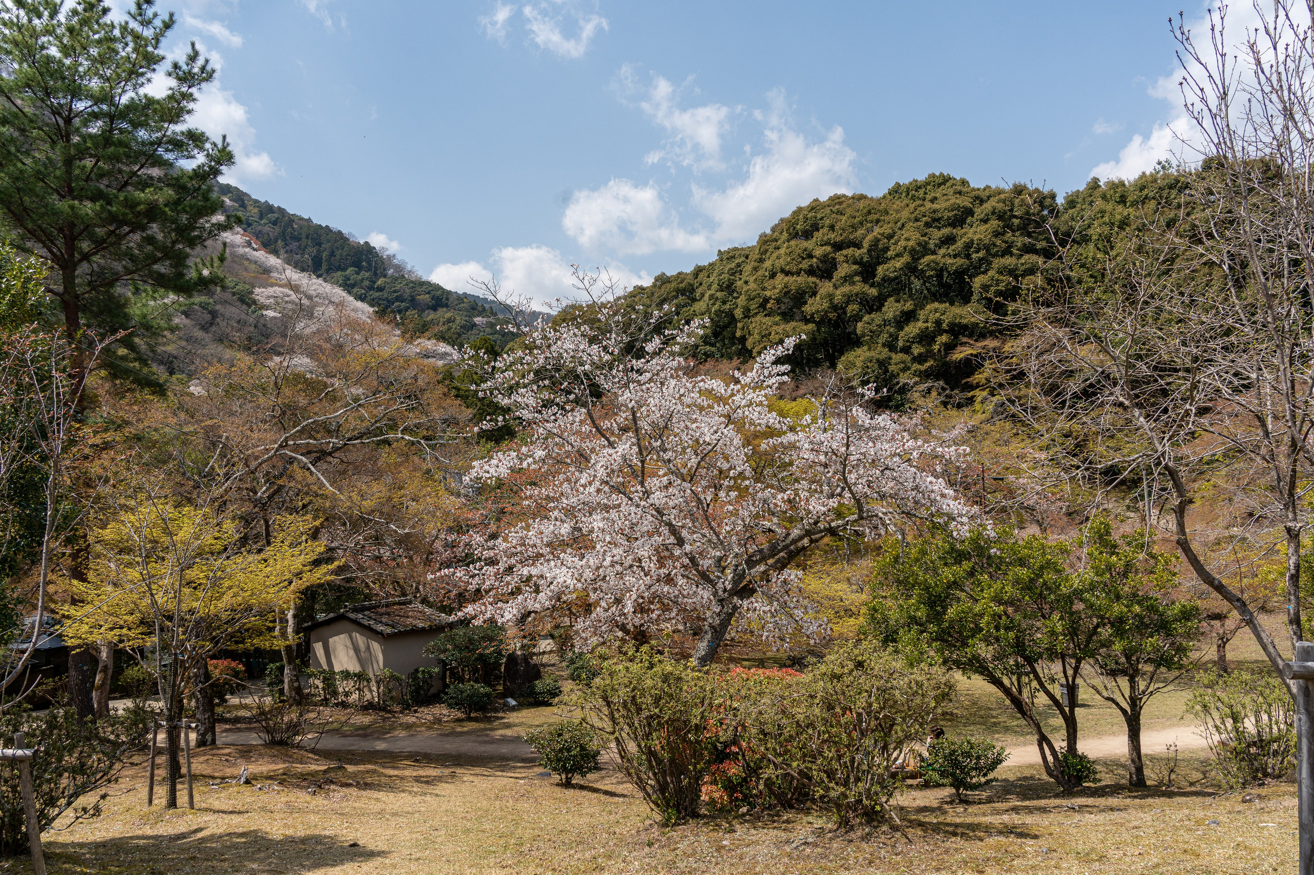 Япония, сакура. Творческие сьемки