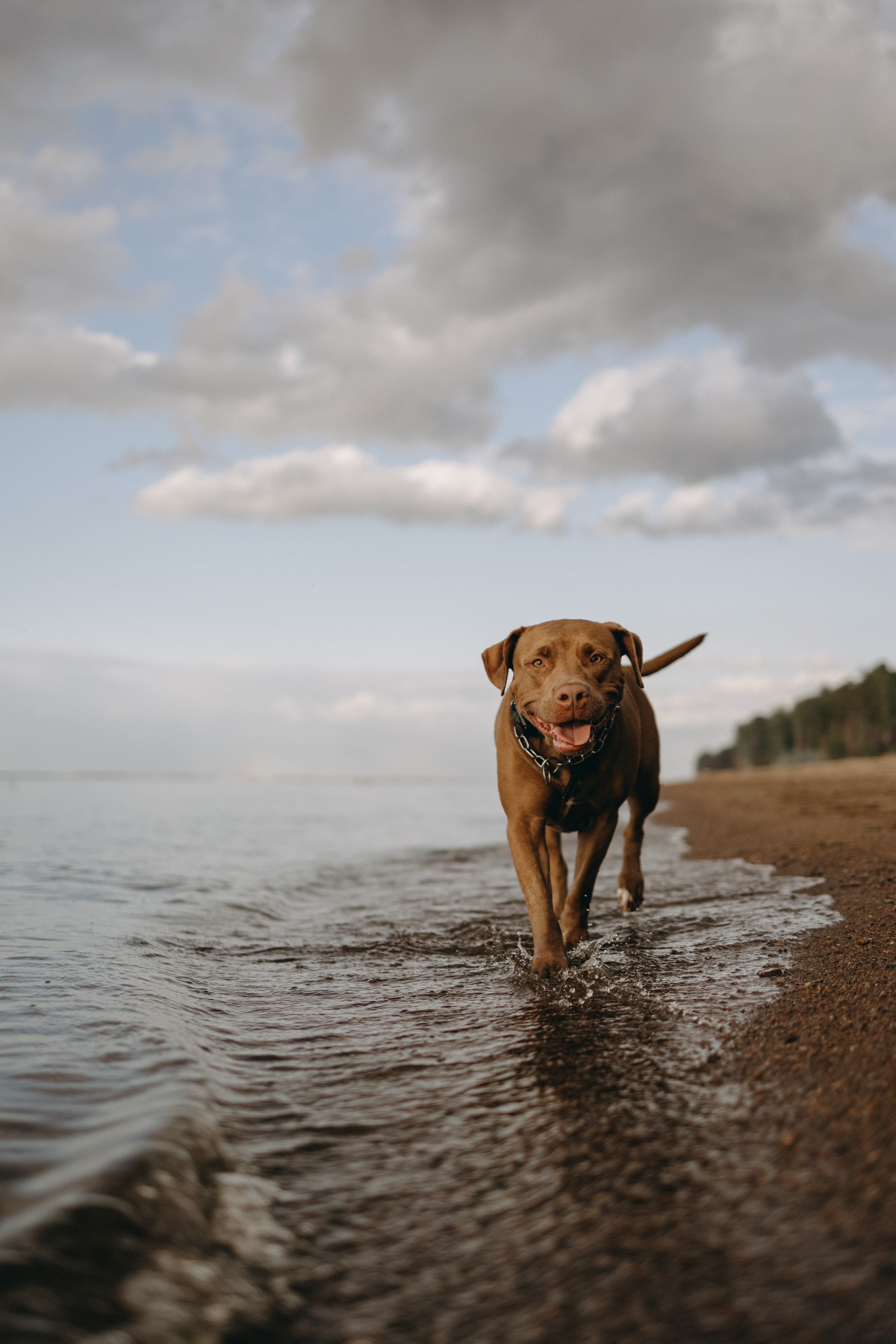 Бонни и ее семья. Фотограф — Анималист | Санкт-Петербург