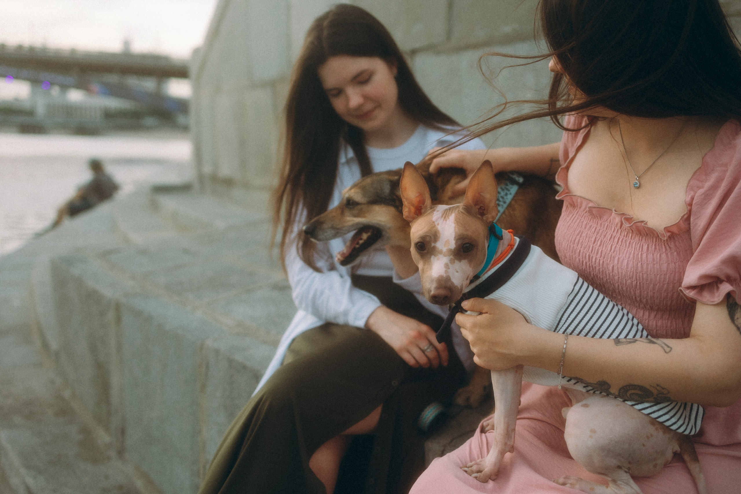 Глаша, Айрон, Ксюша и Оля. Фотограф анималист Анастасия Пикей
