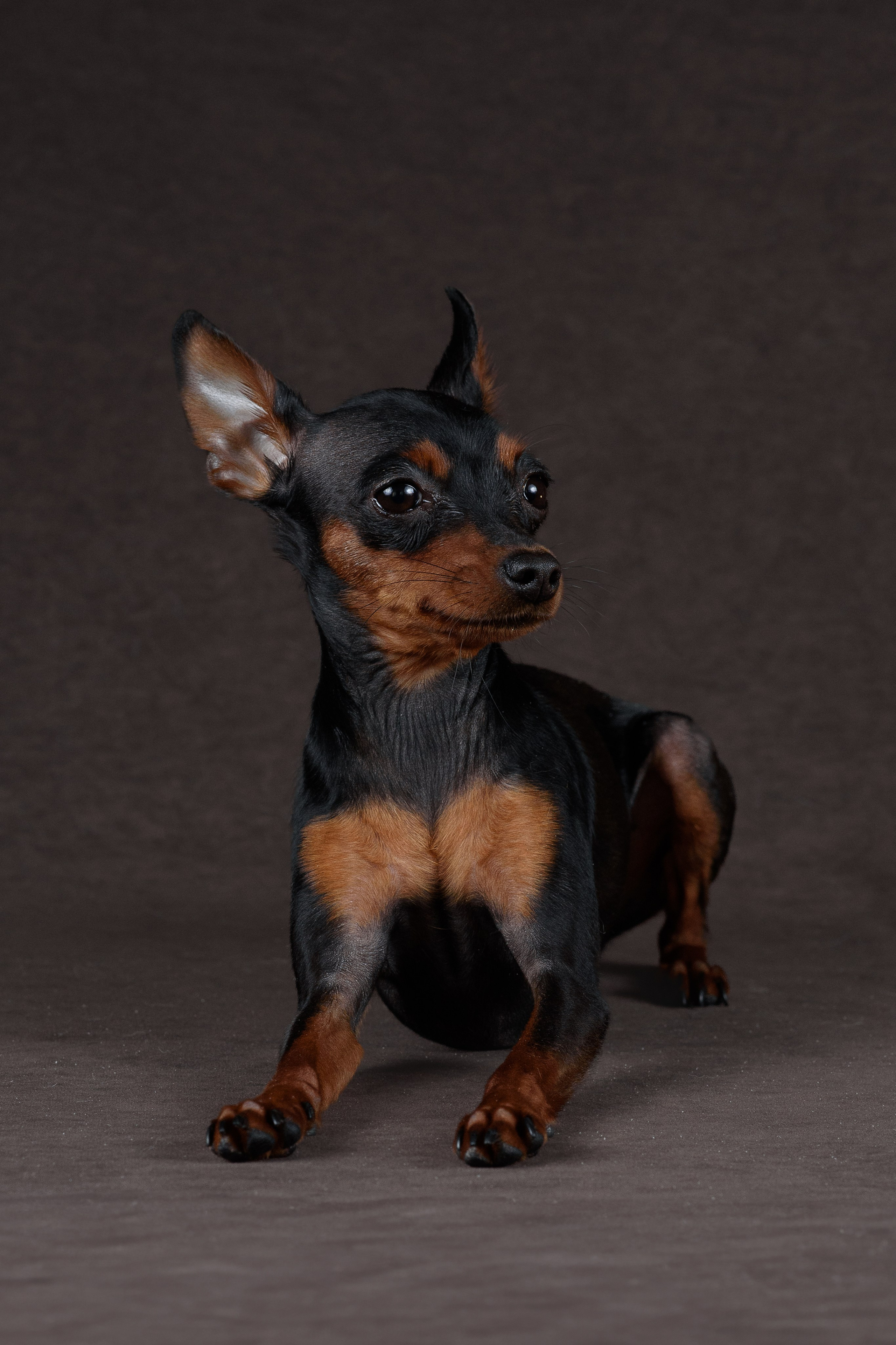 Пражский крысарик Лия — 15.03.2024. Фотограф — Анималист | Анна Абрамова