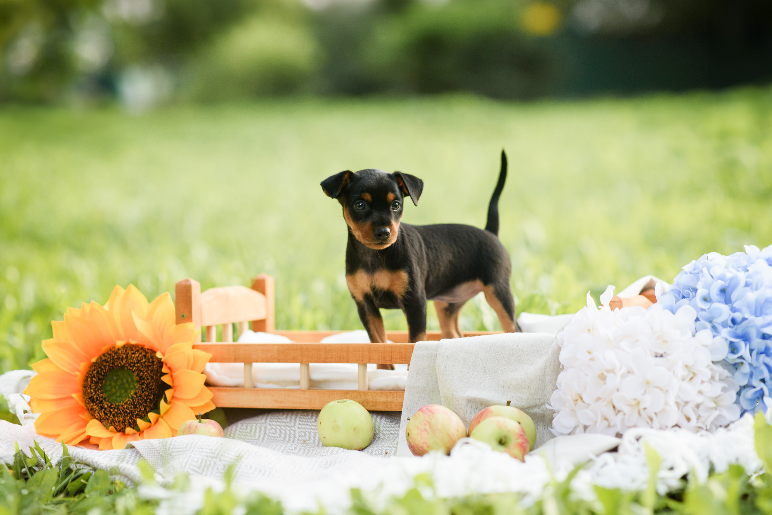 Щенки Пражских крысариков — 03.08.2024. Фотограф — Анималист | Анна Абрамова