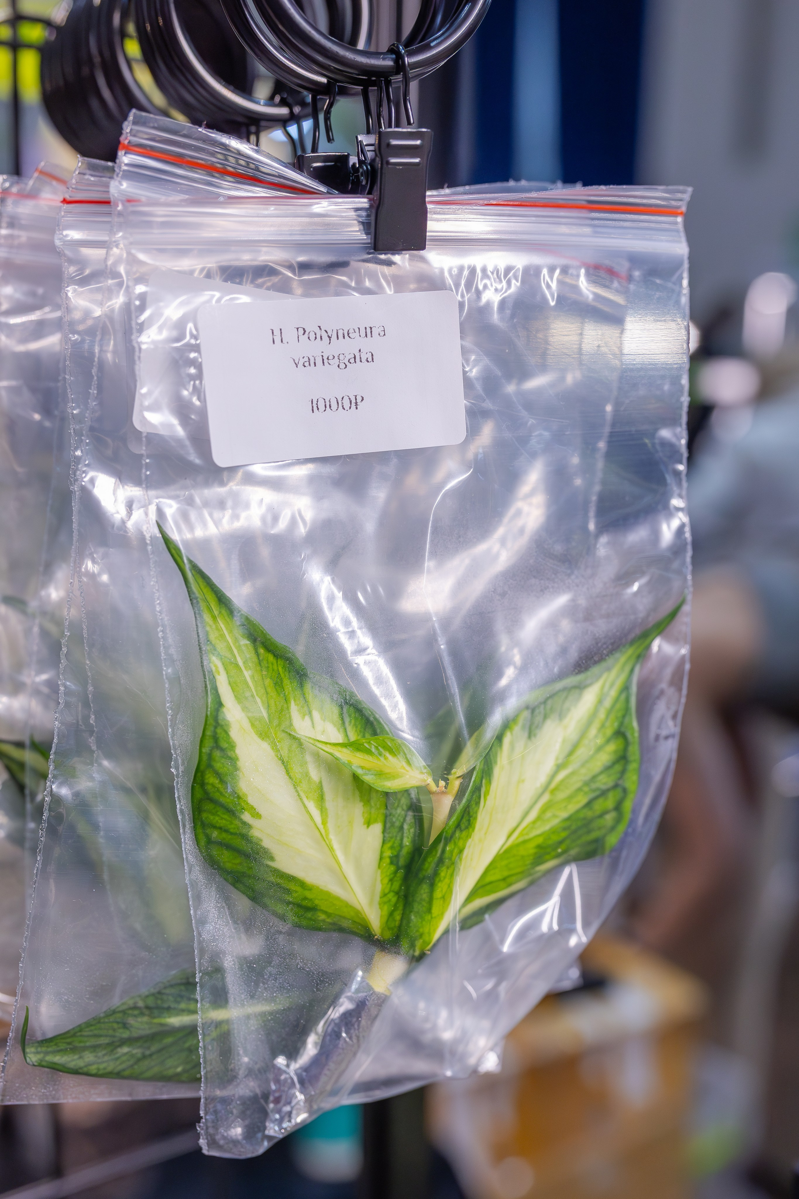 Монстериум апрель 2026. Александра Куликова фотограф, Москва