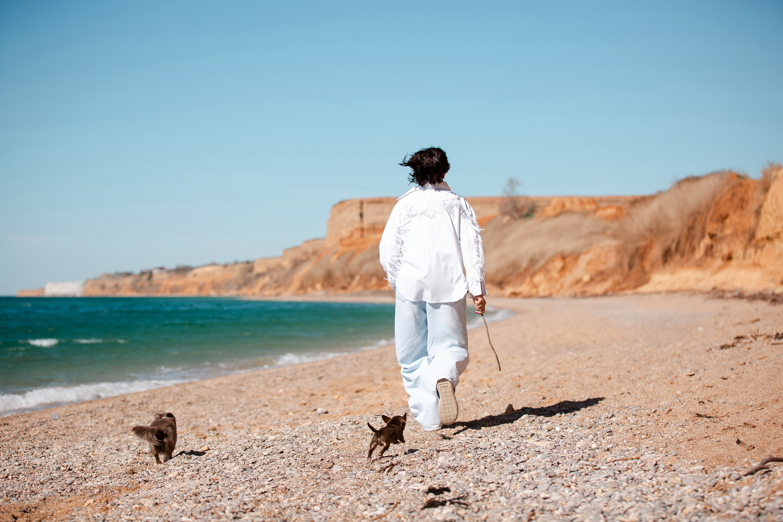 Веймаранер и чихуахуа в Крыму. Фотограф-анималист в Краснодаре Маша Мельникова