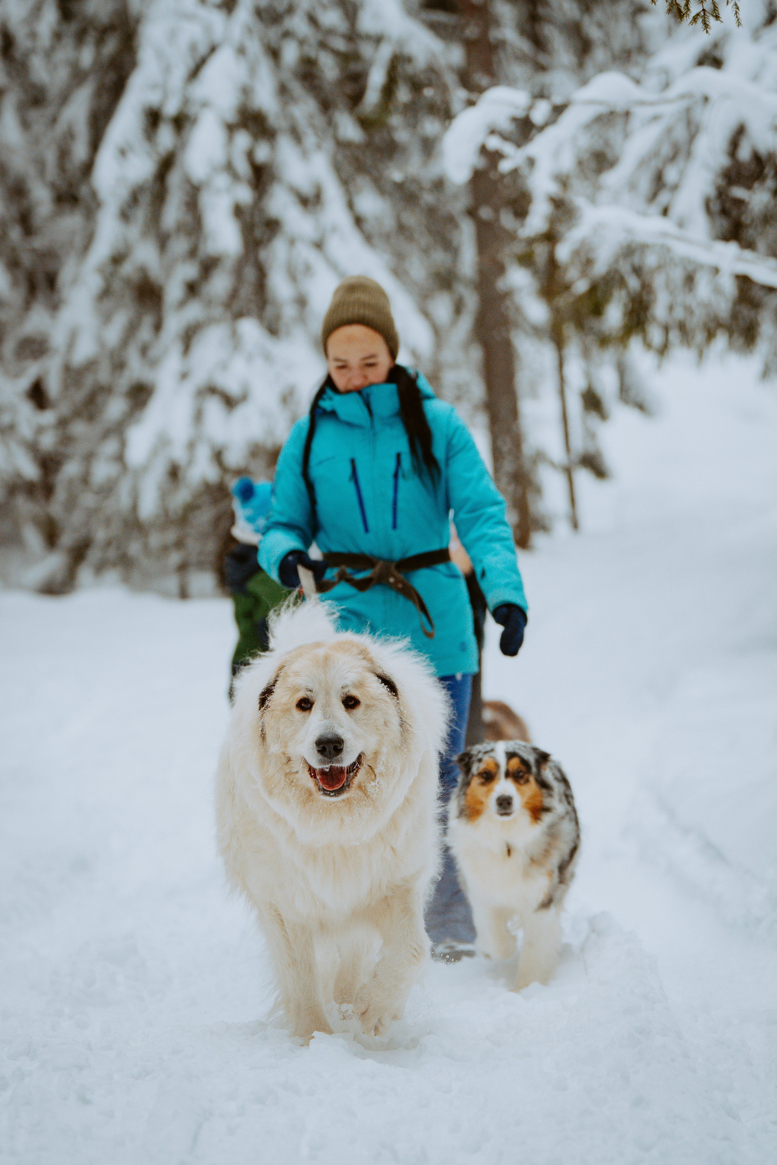Дог трекинг. Фотограф анималист в Спб недорого Олеся Майорова