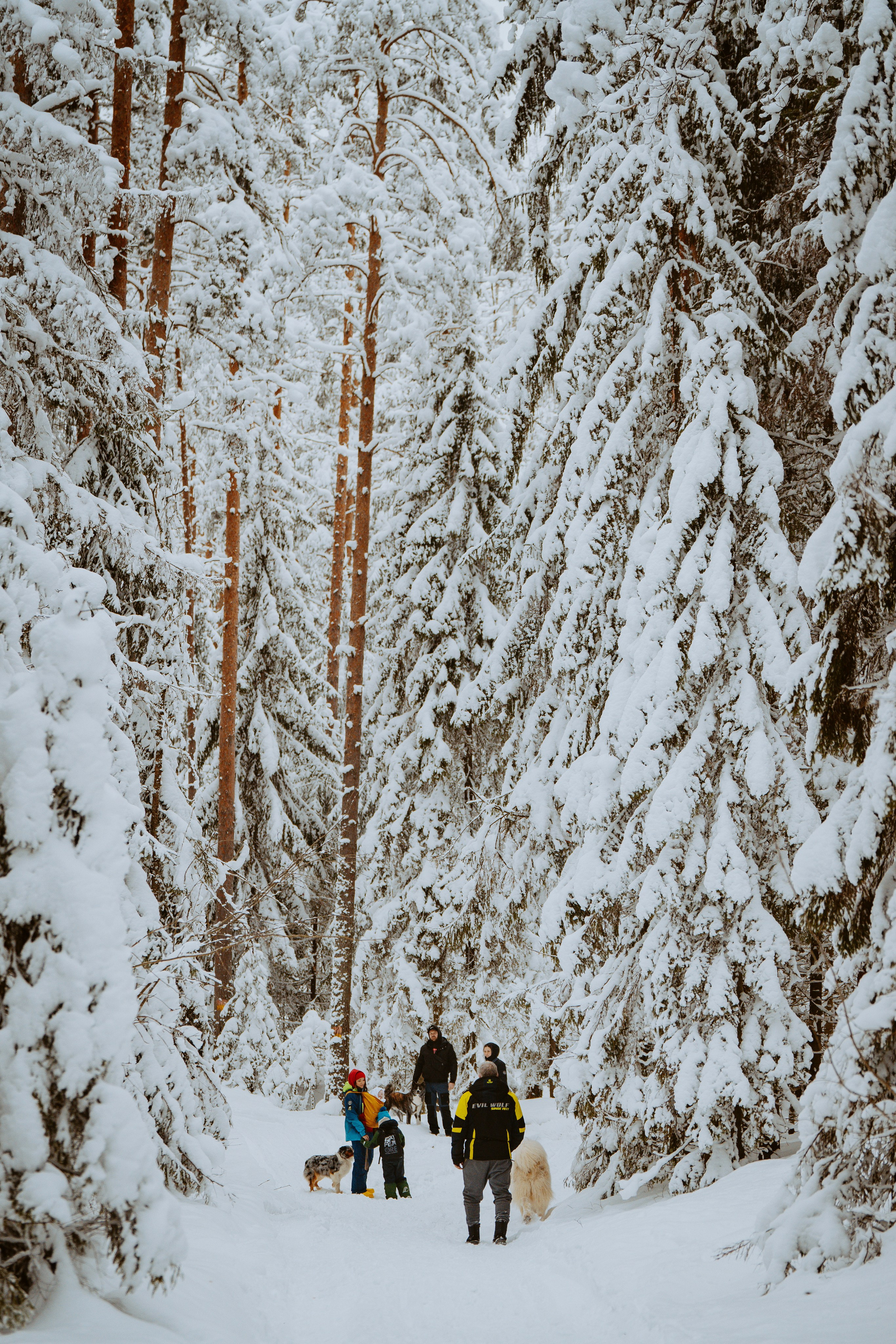 Дог трекинг. Фотограф анималист в Спб недорого Олеся Майорова