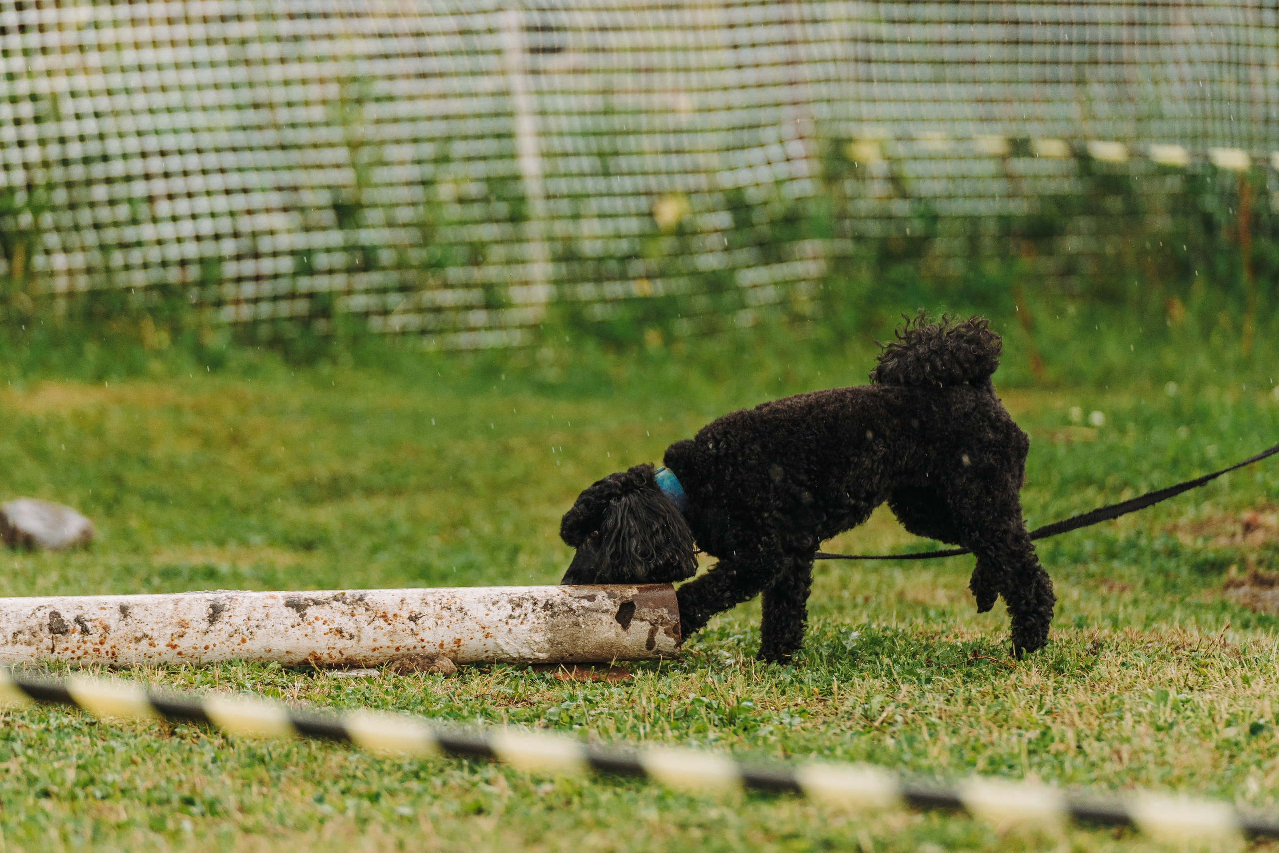 Соревнования по ноузворку в Новожилово. Фотограф анималист в Спб недорого Олеся Майорова
