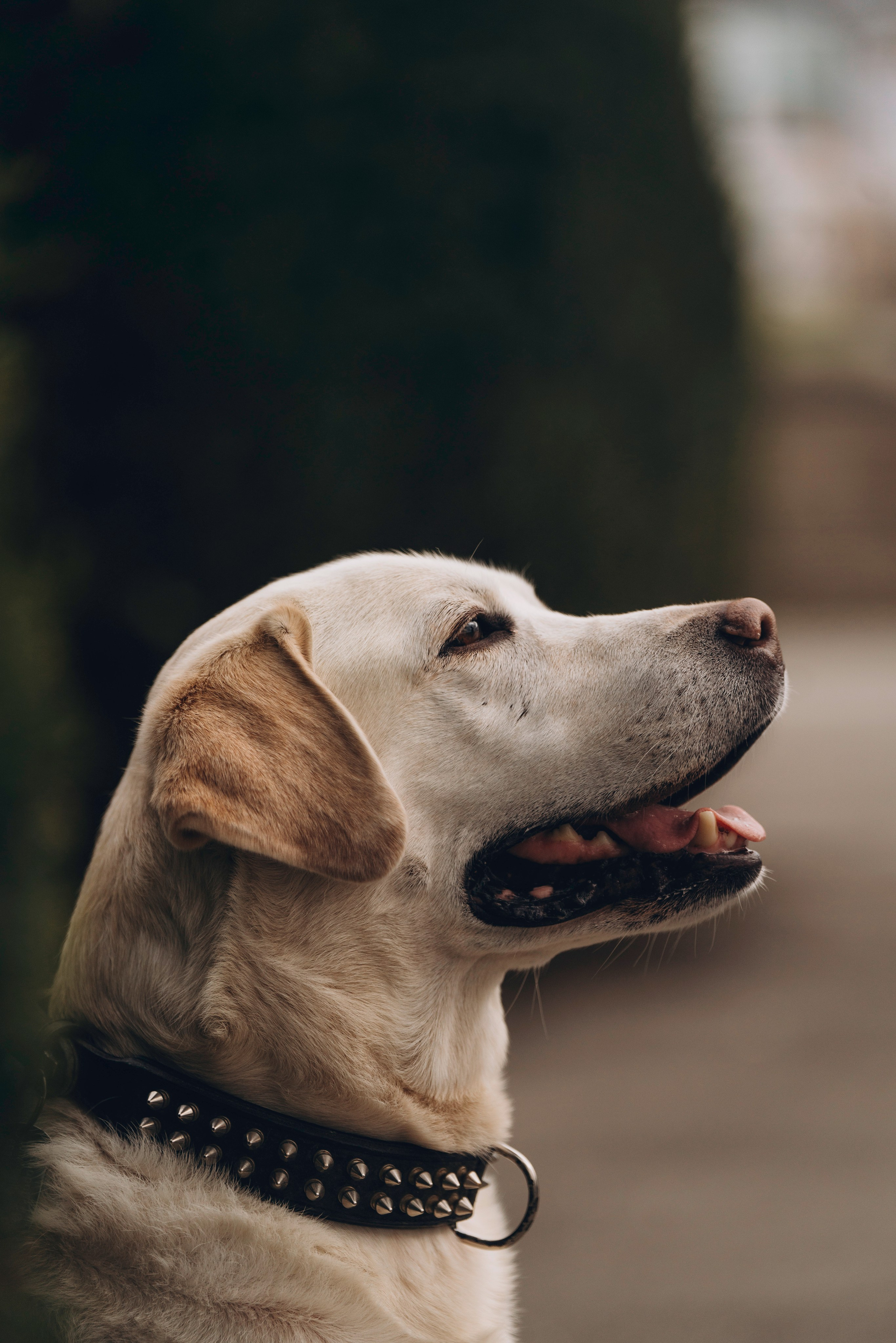 Вати, Лена и Леван. Фотограф анималист в Спб недорого Олеся Майорова