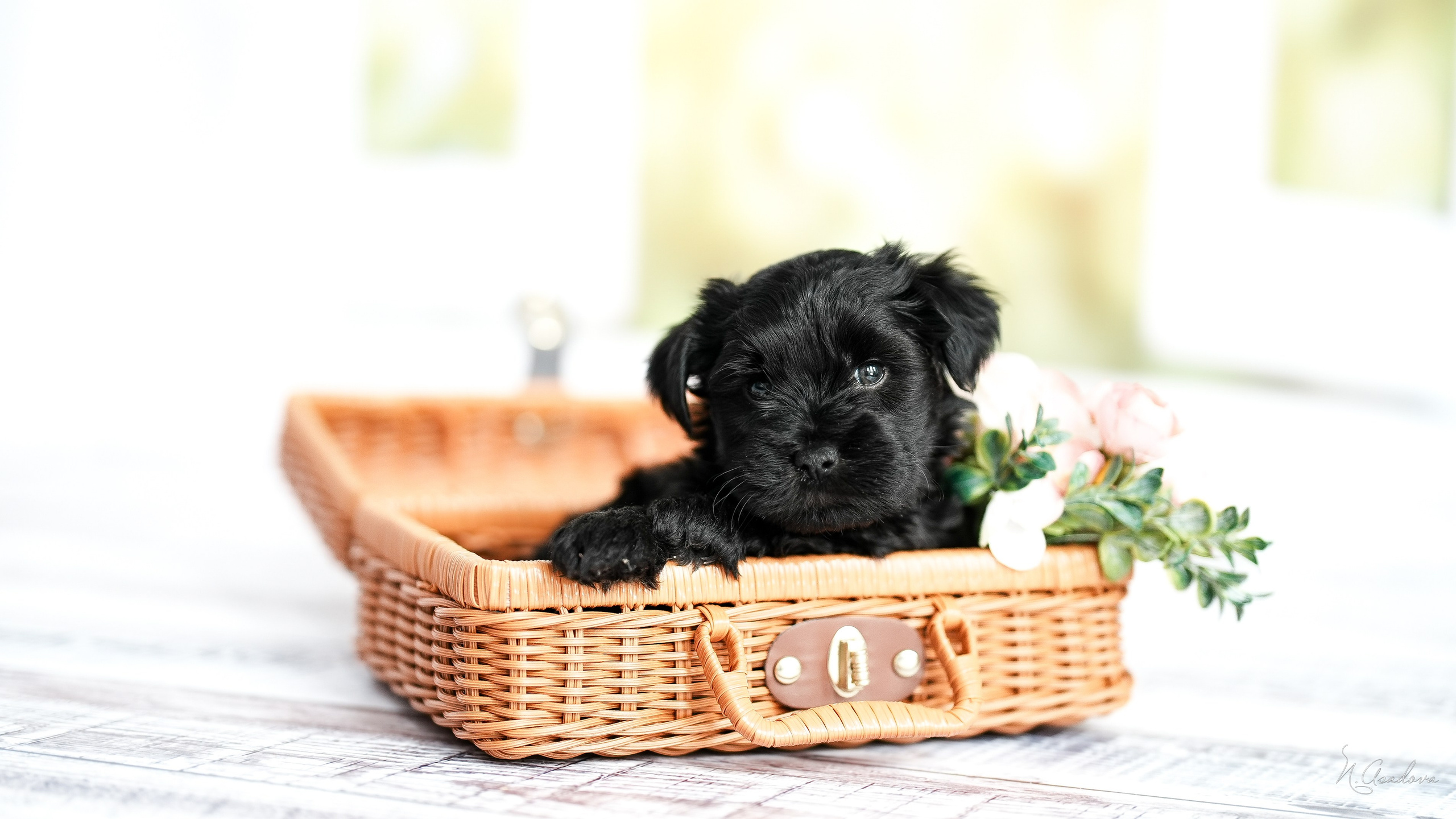 Тибетские терьеры 1мес. Фотограф-анималист Асадова