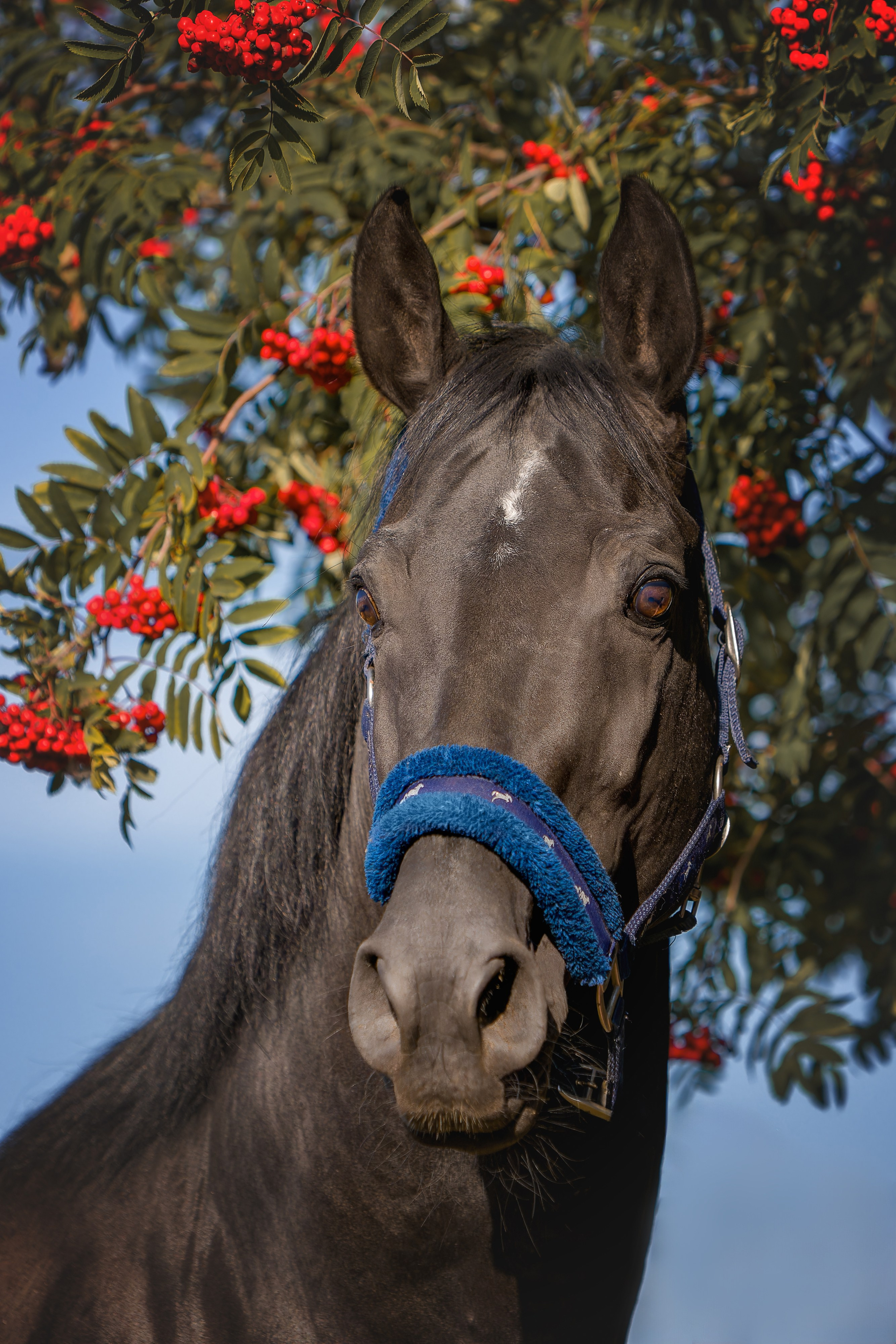 Лошади. Irenephoto.ru
