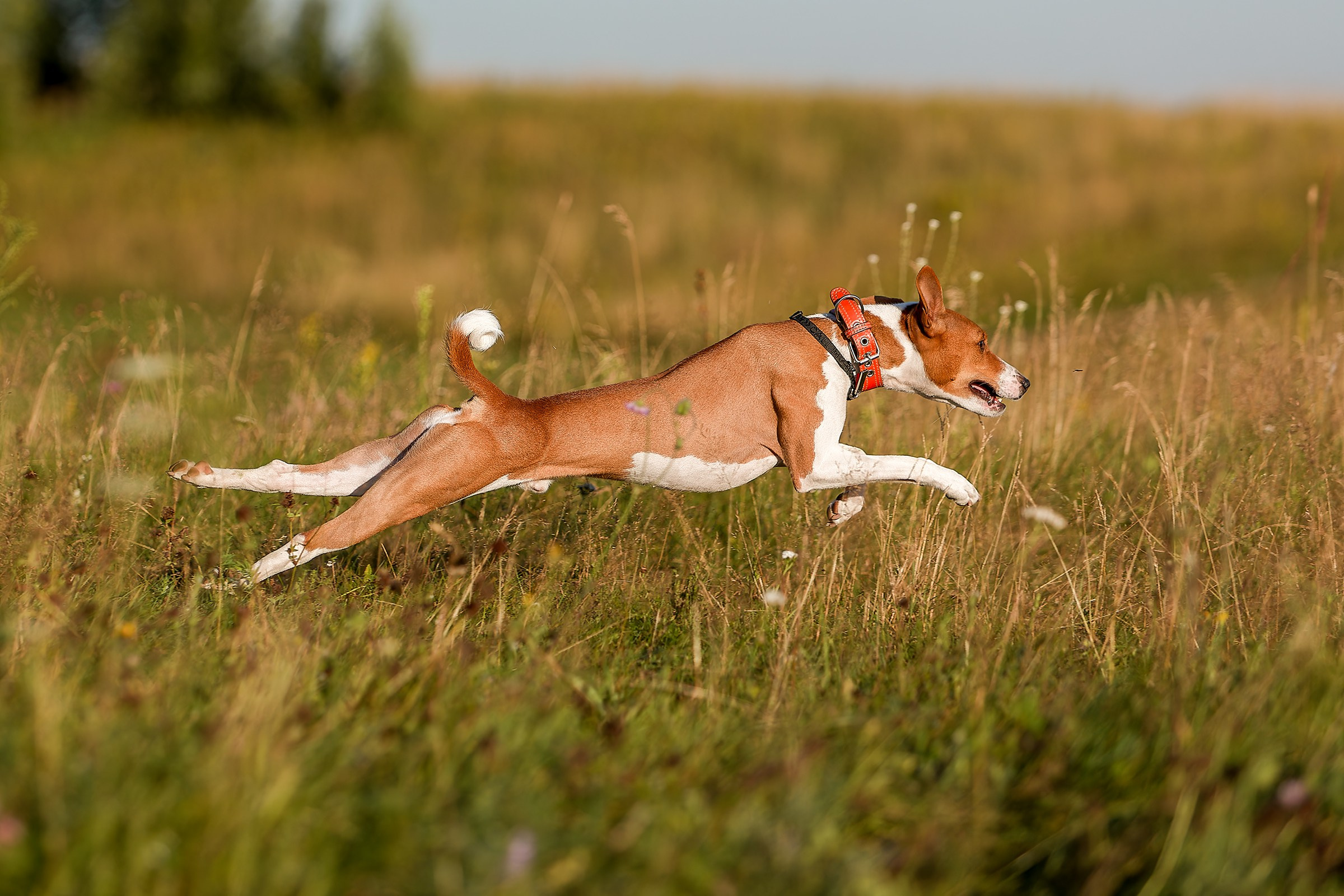 Собаки в движении. Irenephoto.ru