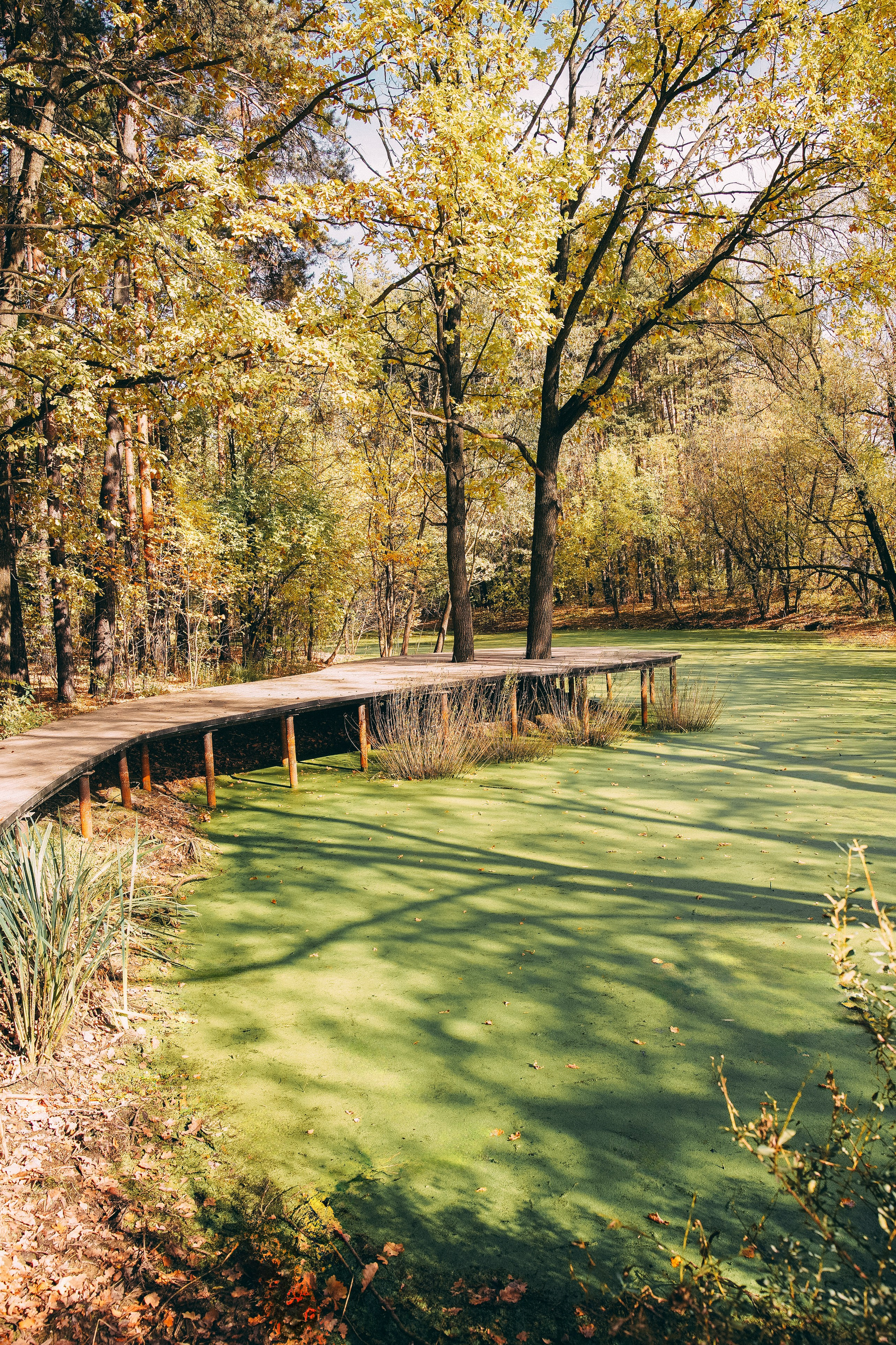 Осень 2025. Фотограф из Москвы — DASHA NOVA | Авторская фотография в разных жанрах