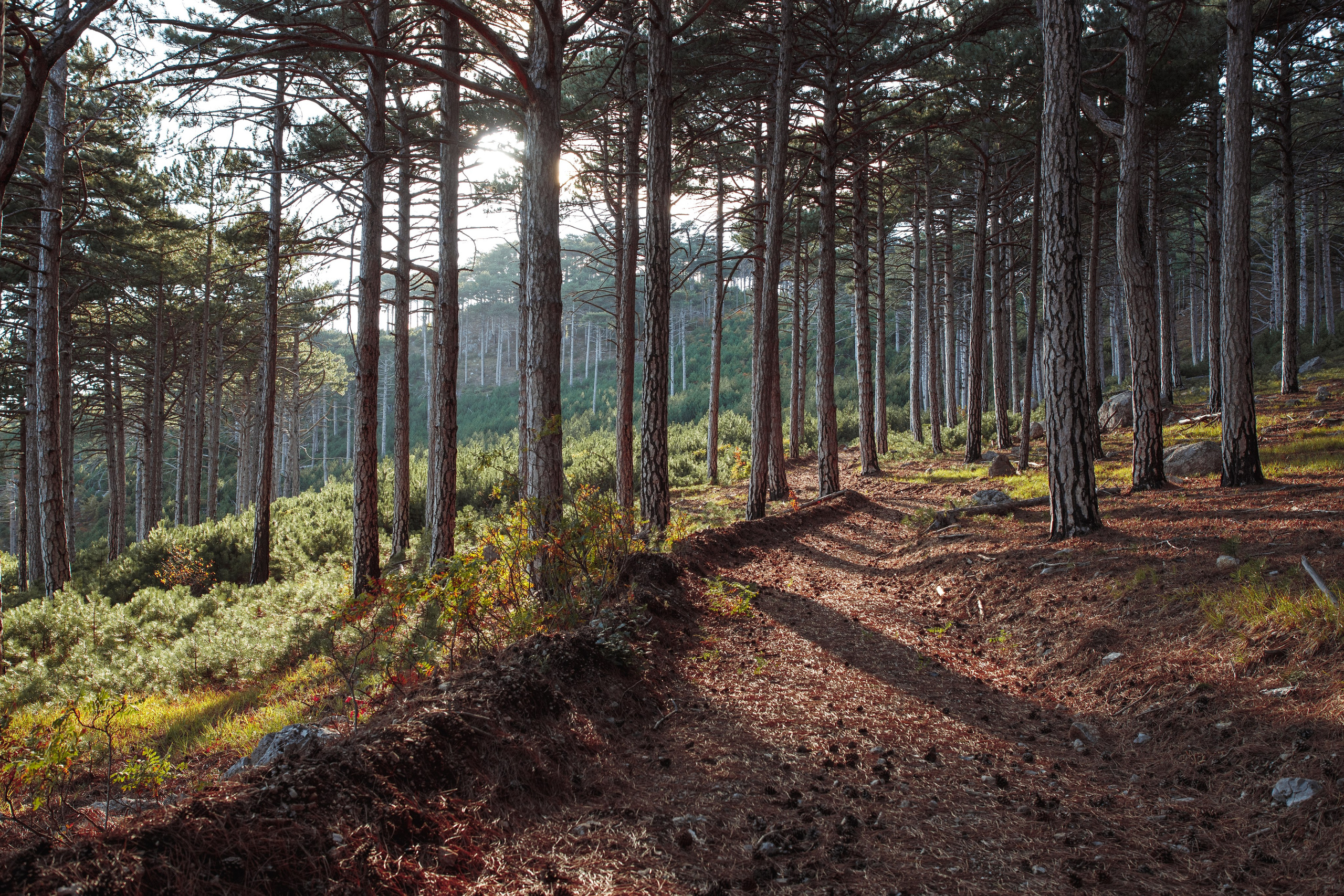 Nature. Артем Корнев Фотограф