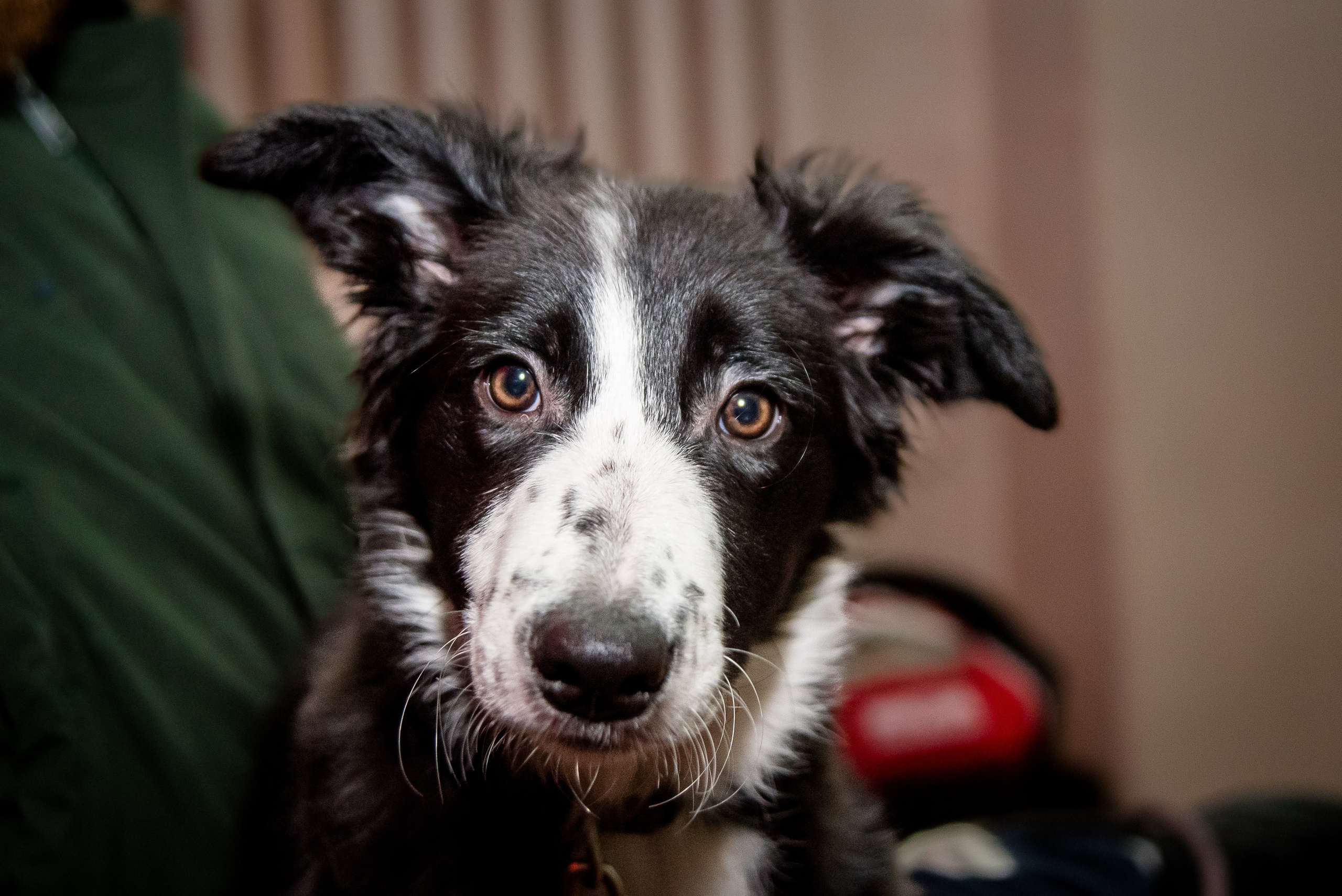 Фотосъёмка с собаками в Кинологическом лагере. Фотограф Макс Огурцов в Нижнем Новгороде