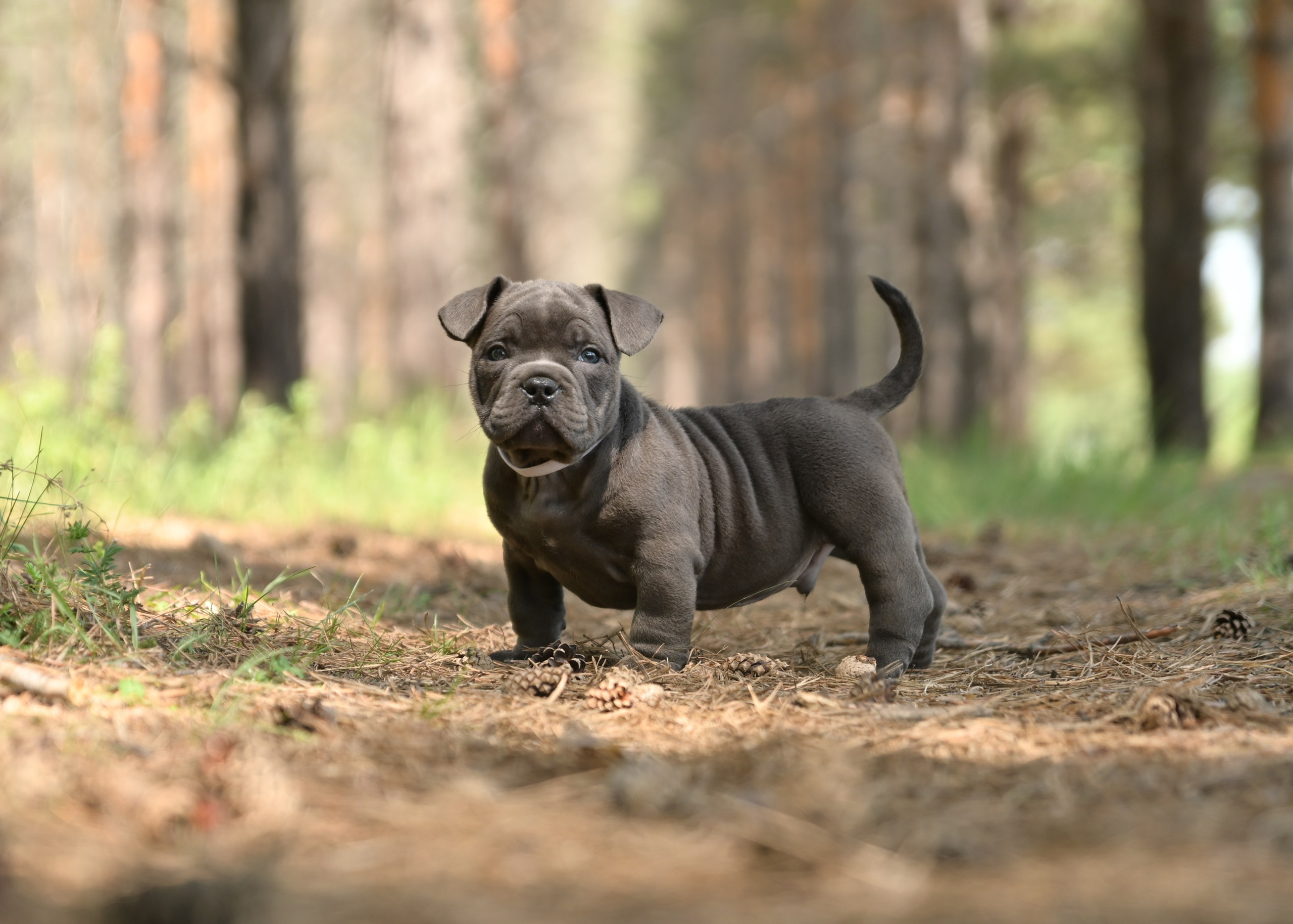 Свободные щенки Американский Булли в Иркутске. Питомник собак Иркутск