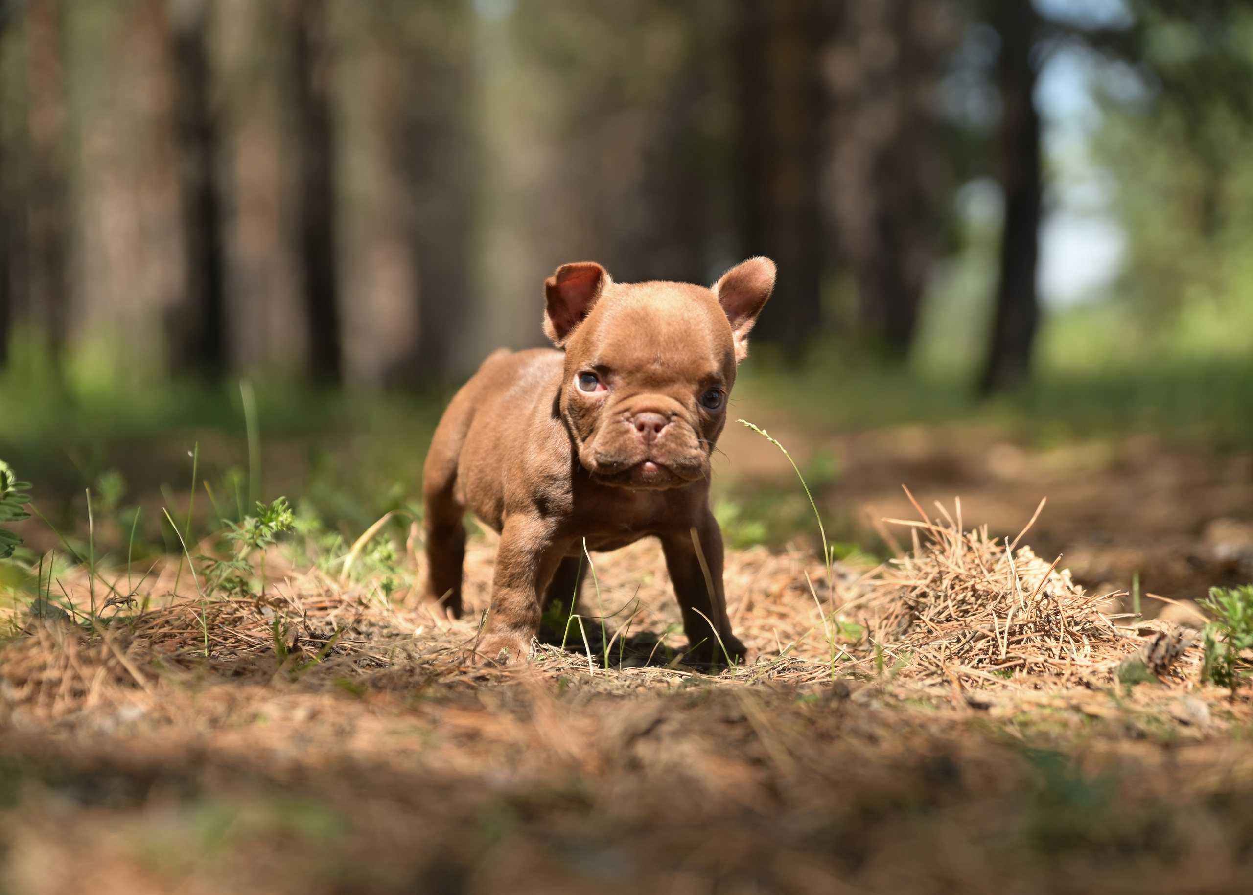 Свободные щенки Американский Булли в Иркутске. Питомник собак Иркутск