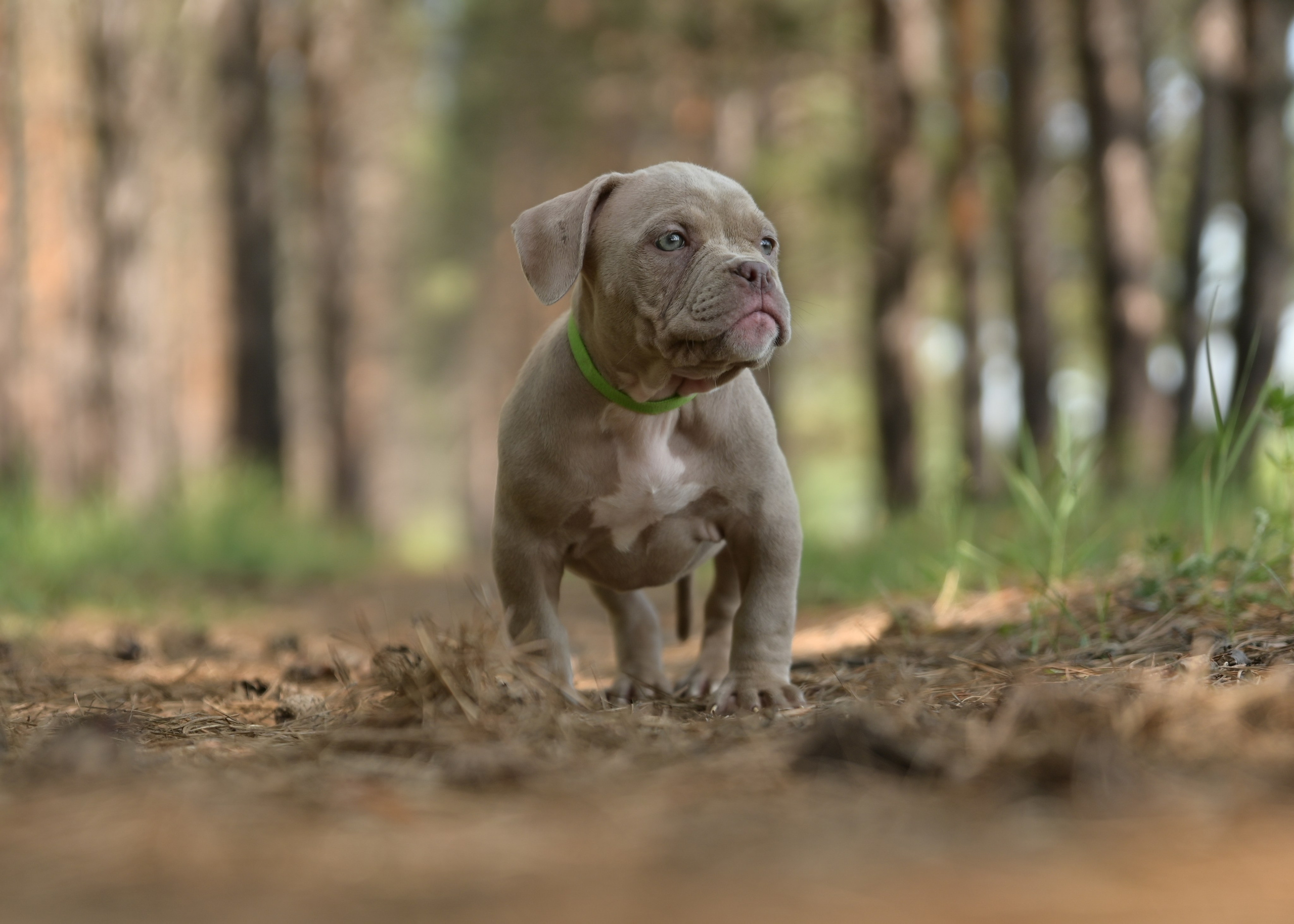 Свободные щенки Американский Булли в Иркутске. Питомник собак Иркутск