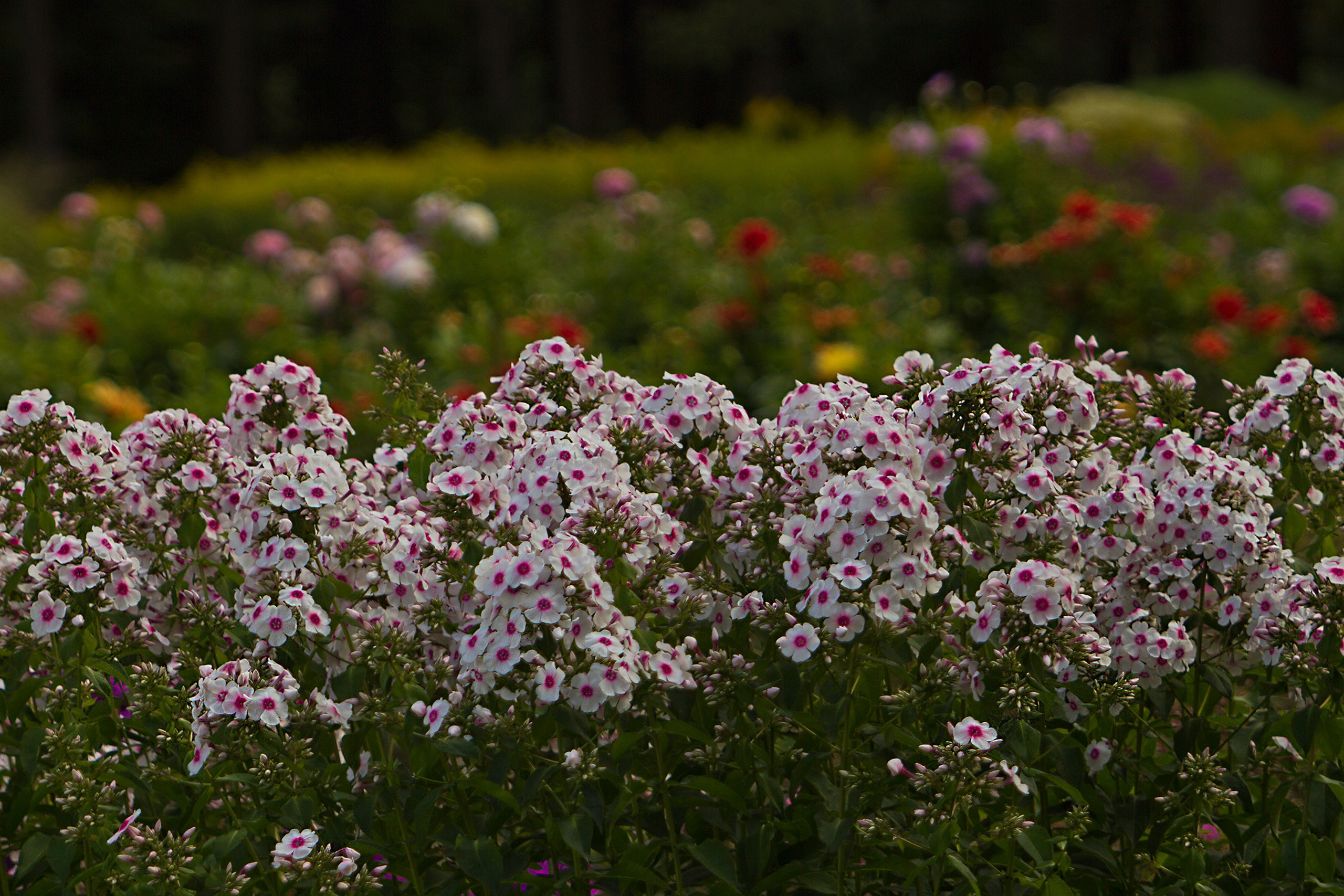 Цветочный импрессионизм. Сайт фотографа Виталия Дени