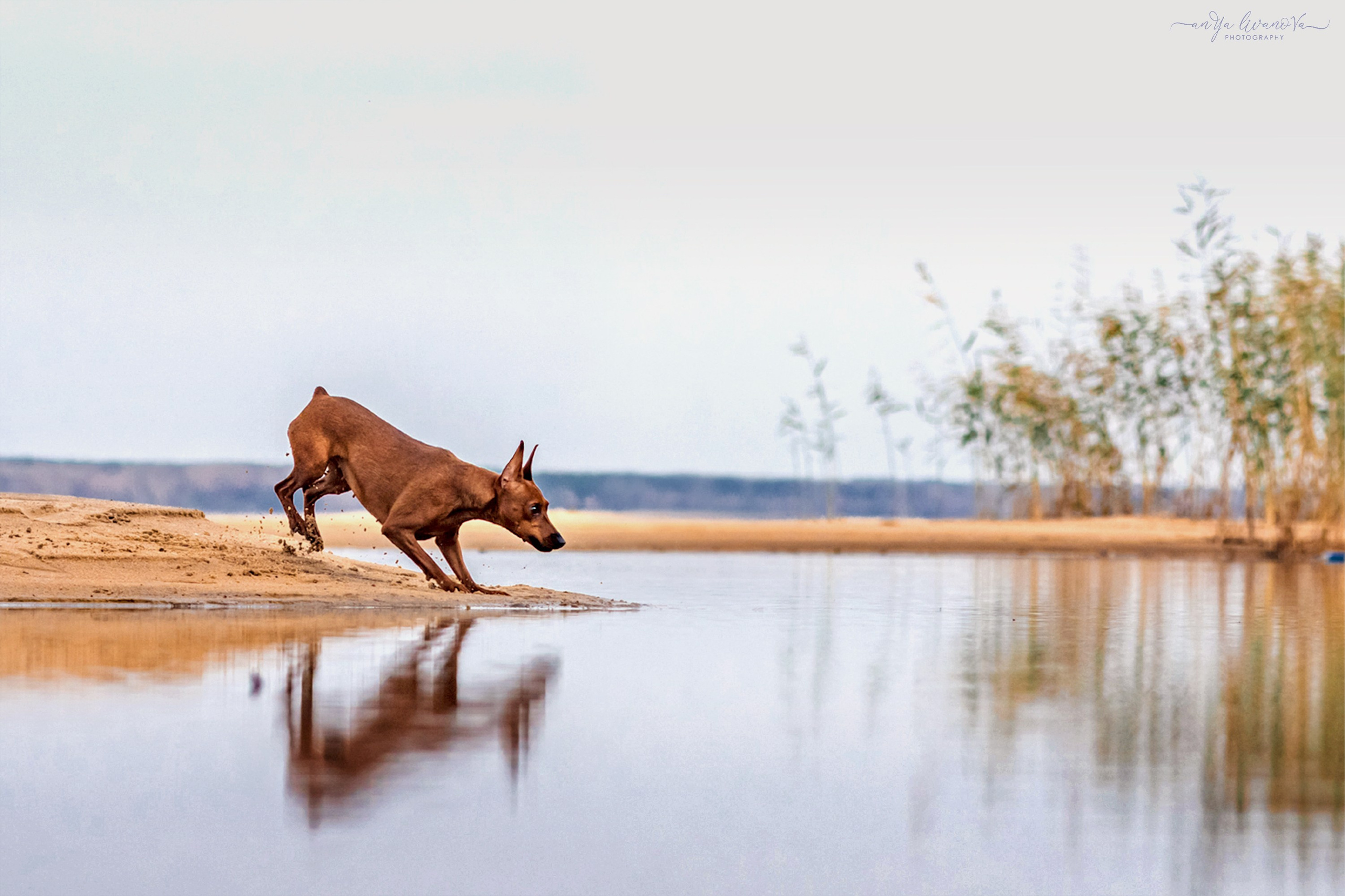 Киви на берегу. Фотограф анималист Аня Ливанова | Рыбинск