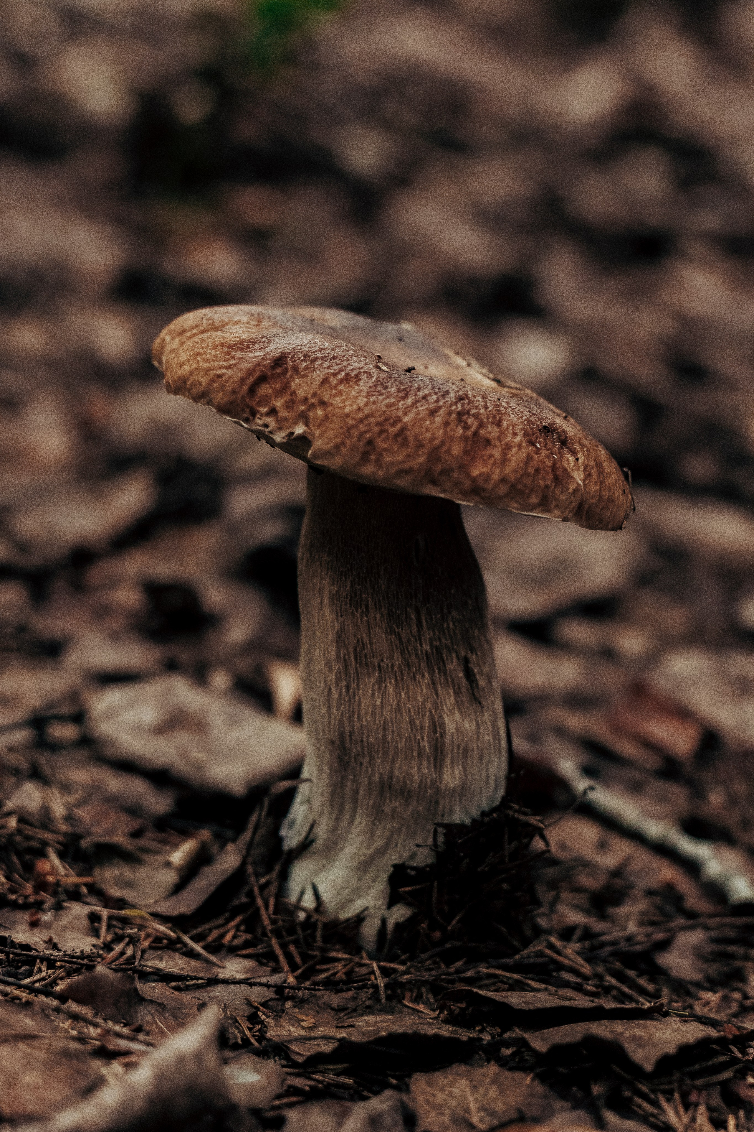 Фотосессия в лесу. Профессиональный фотограф в Санкт-Петербурге Александр Волосенцев