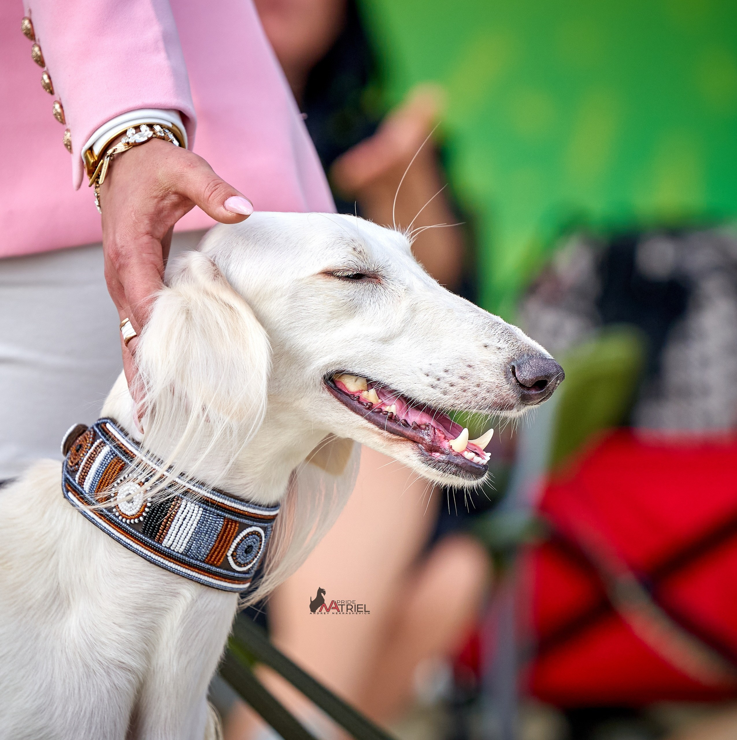 Портреты собак — галерея NATRIEL