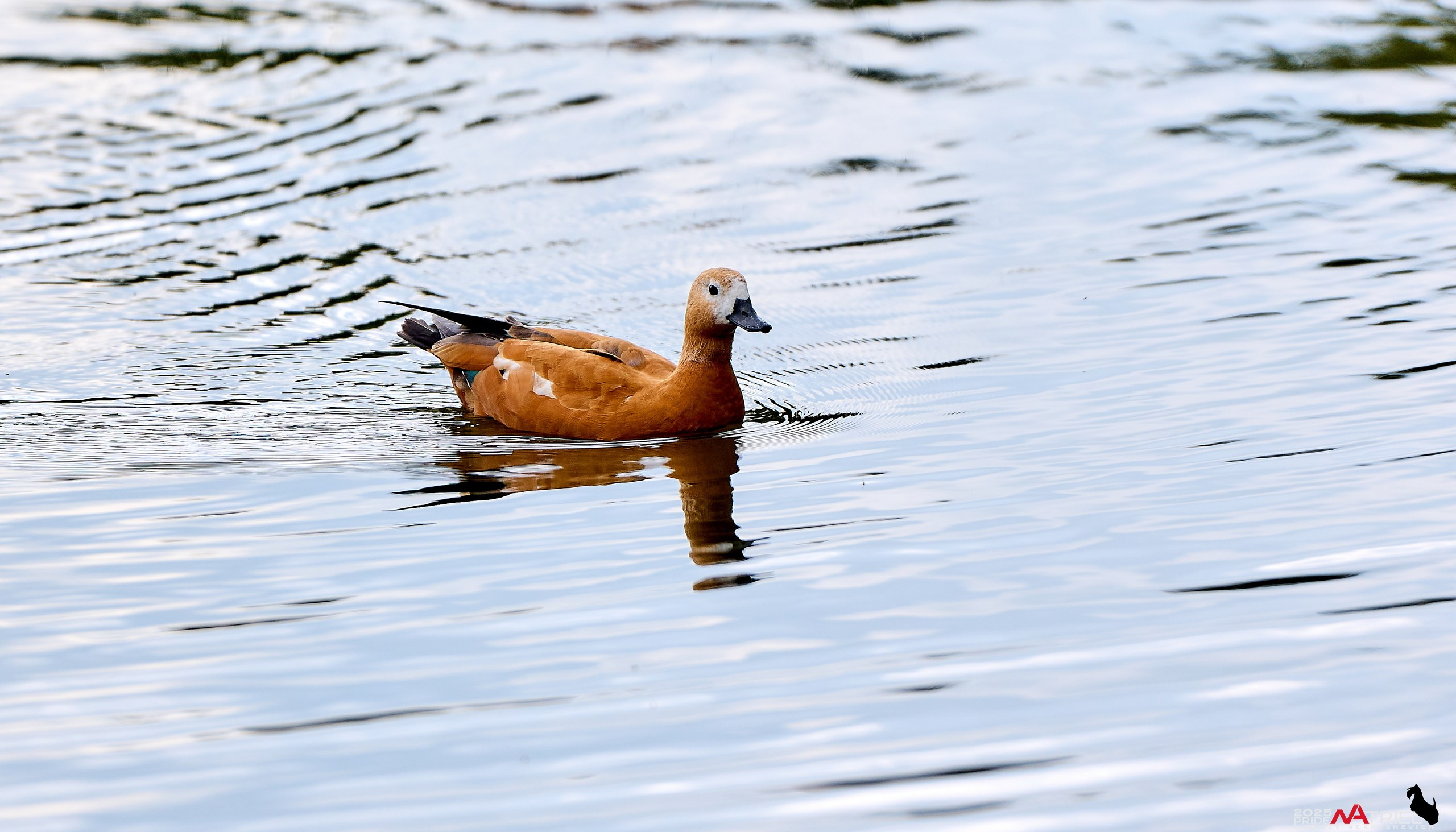 Утки на пруду