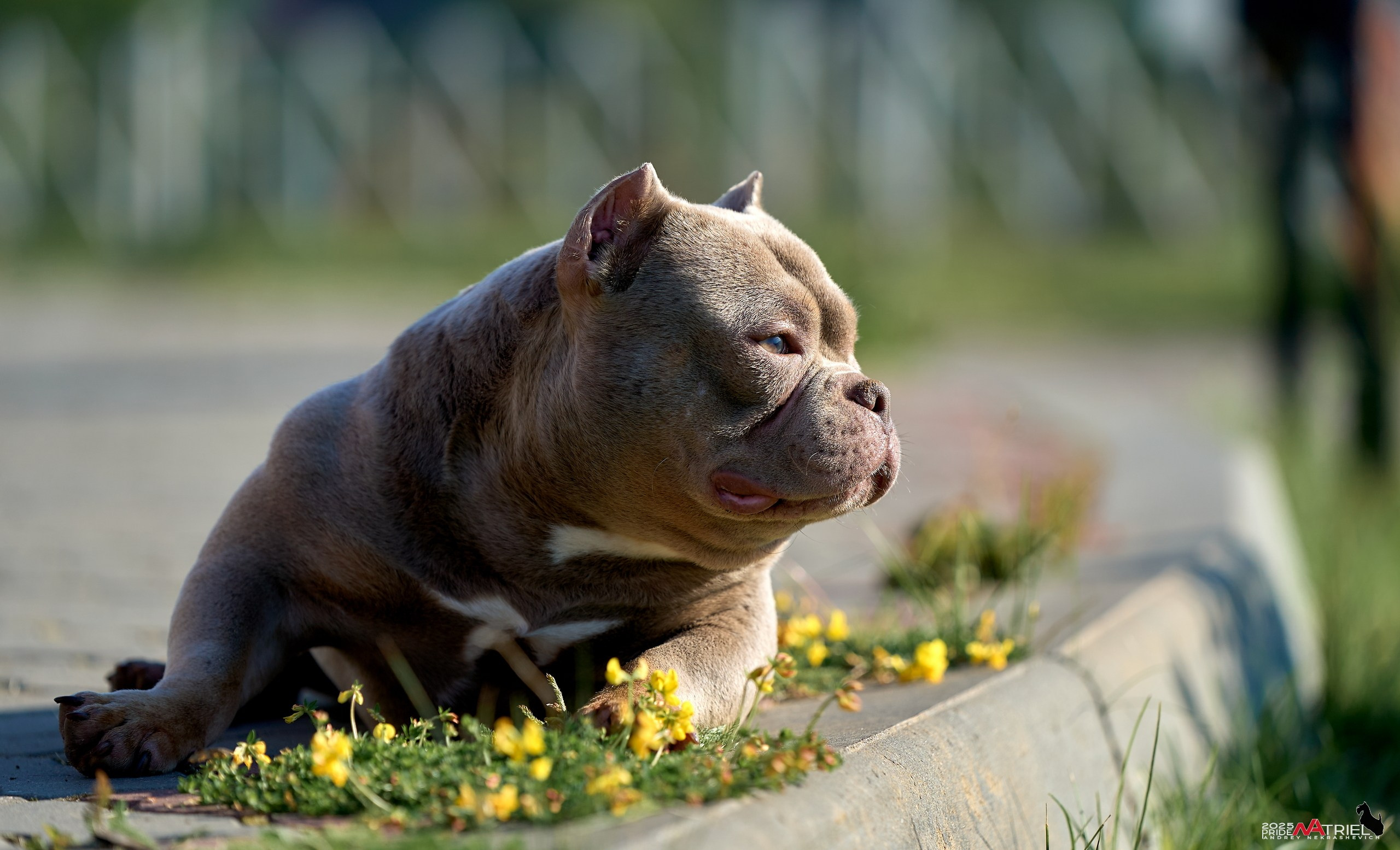 Съемка собак породы булли на природе