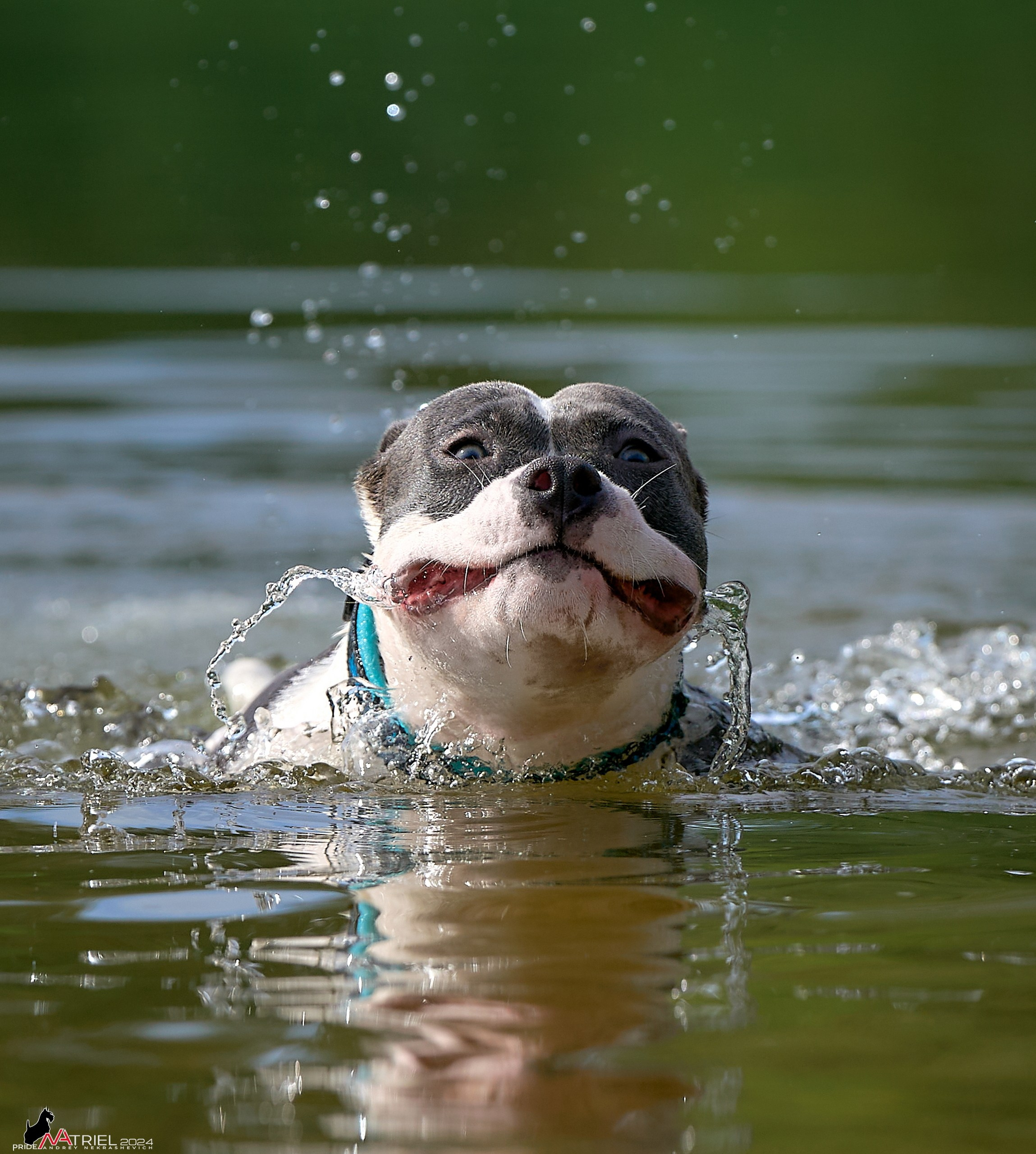 Фотопрогулка с булли