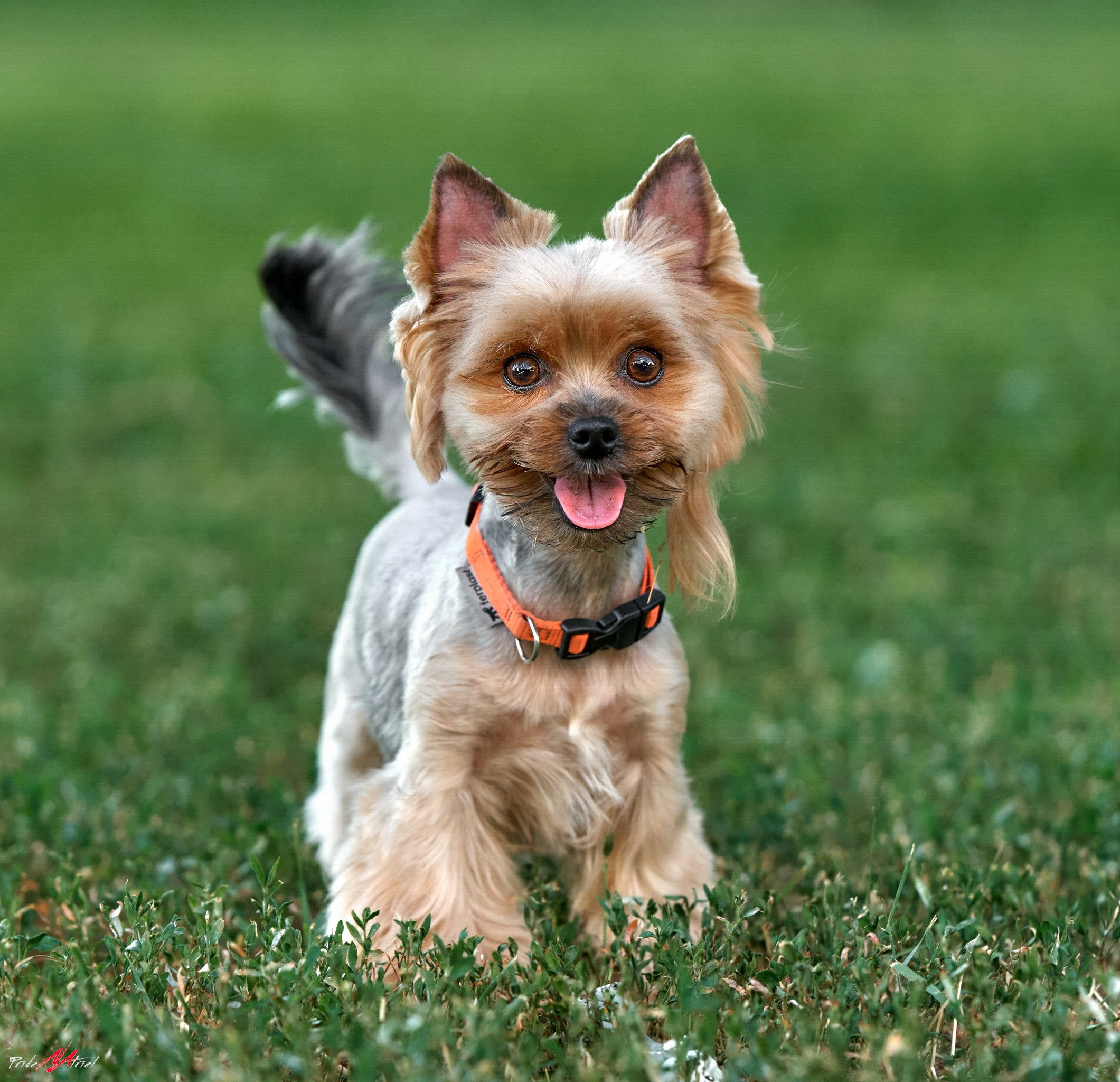 Йоркширский терьер Циля