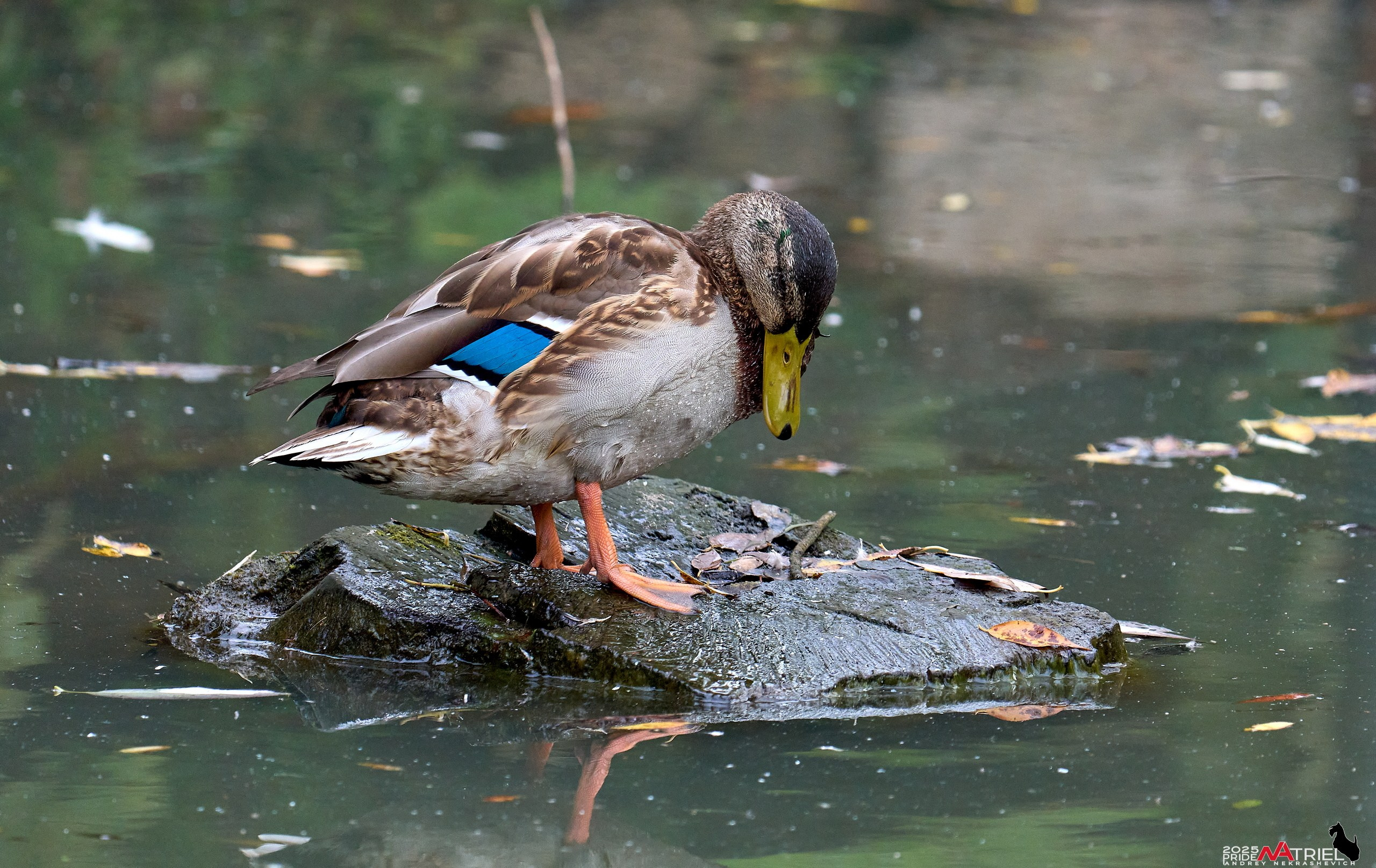 Съемка с объективом Sony 200-600 на камеру Sony A1m2