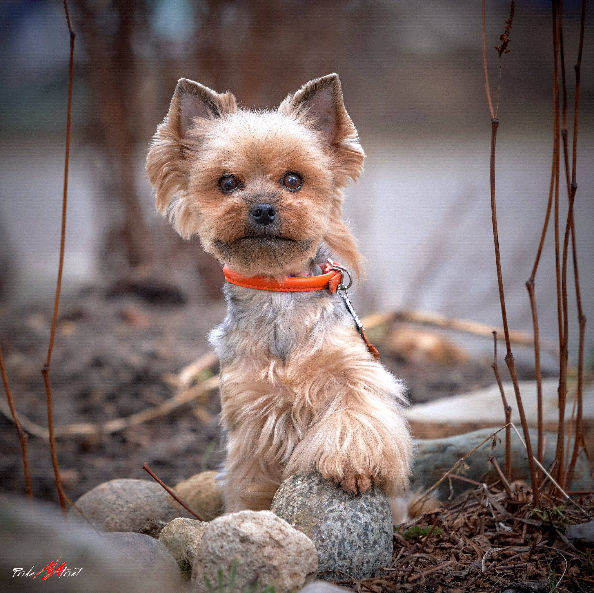 Йоркширский терьер Циля