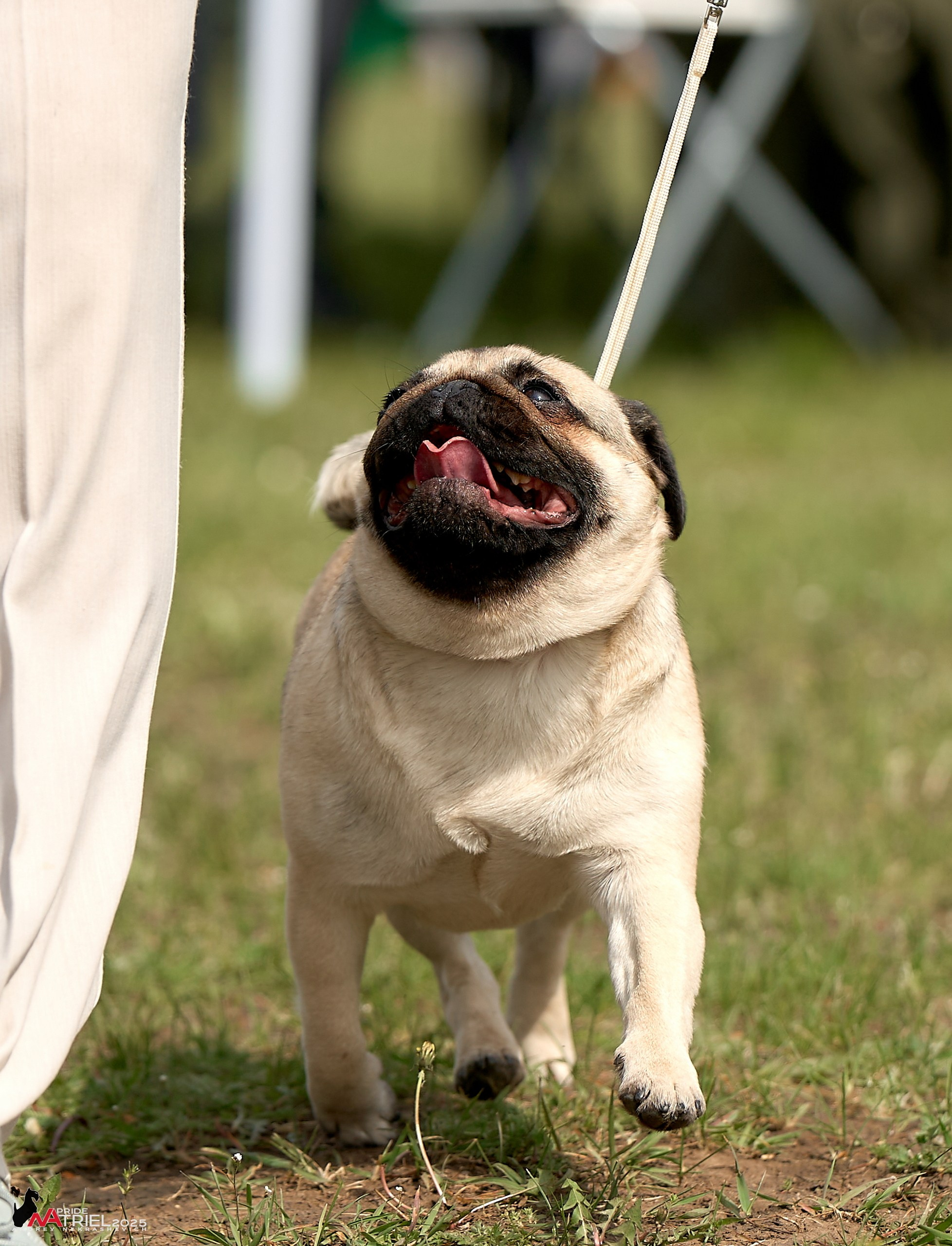 Выставка собак Суздаль-Владимир